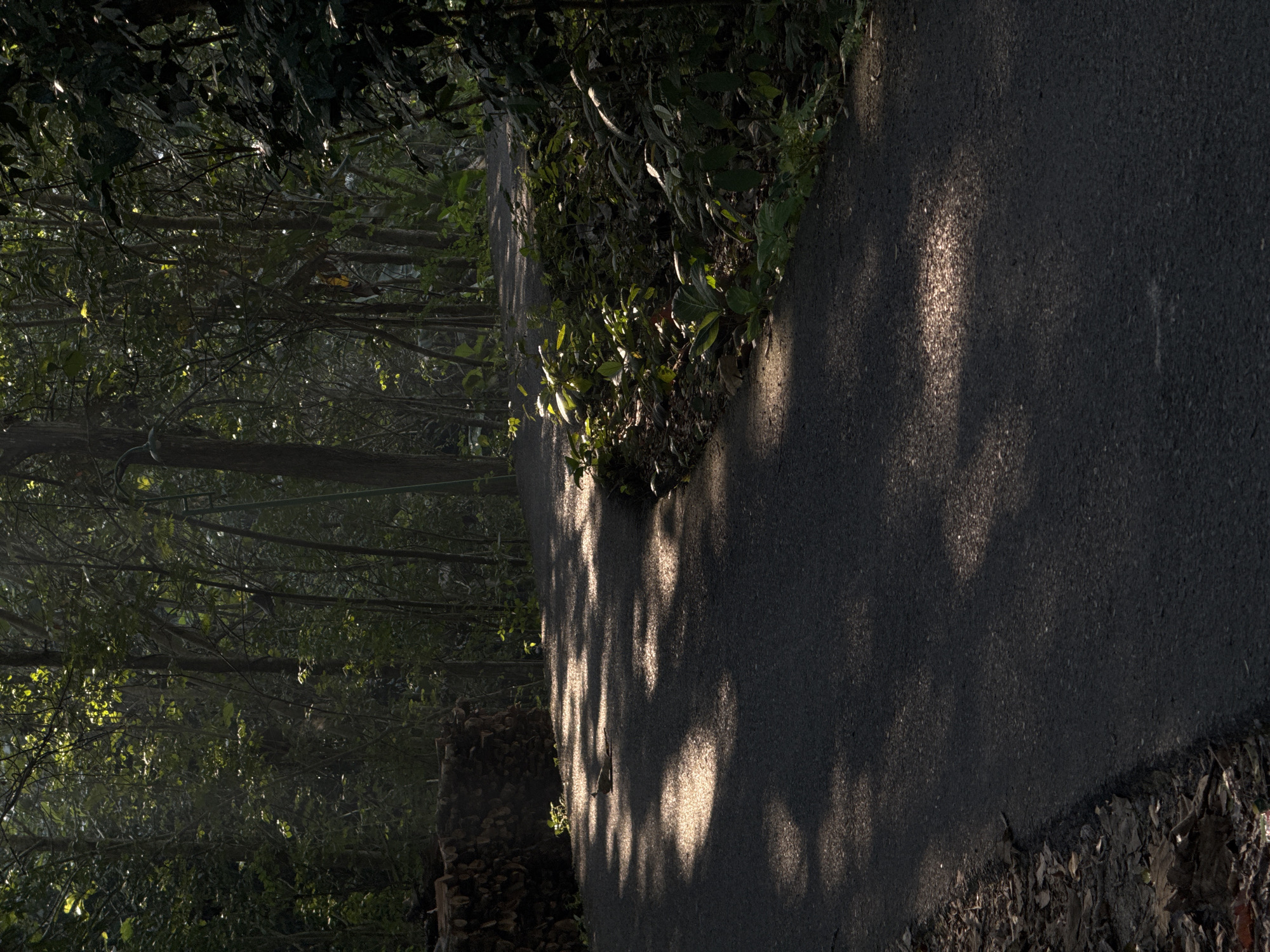 The image depicts a paved pathway curving through a dense forest. Sunlight filters through the trees, creating dappled patterns on the path. On the left, a stack of cut logs is visible against the forest edge. To the right of the path, lush green foliage grows, with some plants catching the sunlight. The overall impression is one of a natural, serene environment. The location is identified as Alian, Indonesia.