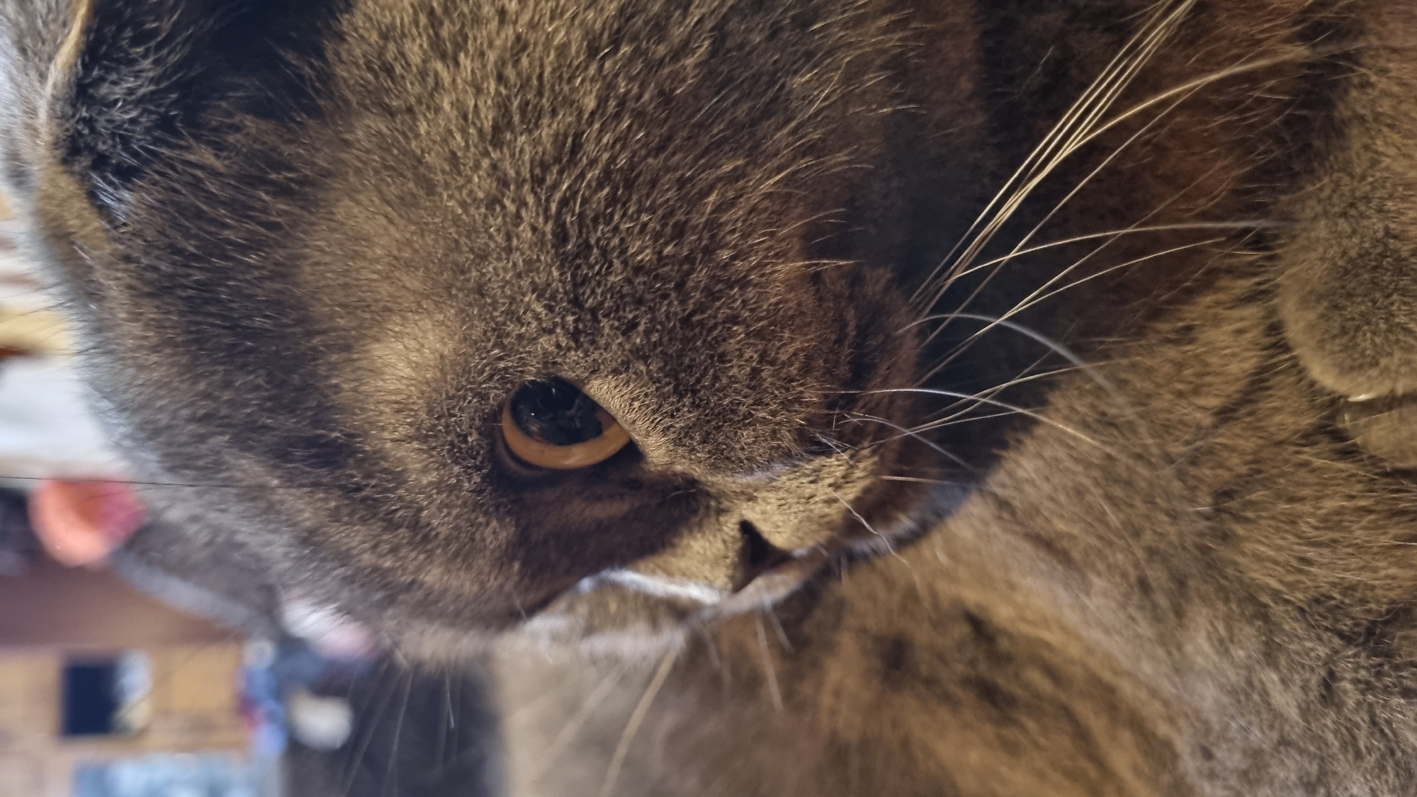 A close-up, eye-level, horizontal shot captures the side profile of a grey Scottish Fold cat's face. The cat's fur is soft and dense, with variations in shade creating a subtle striped pattern. Its right eye is clearly visible, a large, round orb with a golden-orange iris and a dark pupil. The cat's nose is small and pinkish-grey. Long, white whiskers fan out from its muzzle. The background is blurred and out of focus, suggesting an indoor environment. There are no people or other animals visible in the frame. The image is composed as if taken in a residential setting within the city of Vysokoe, Russia.