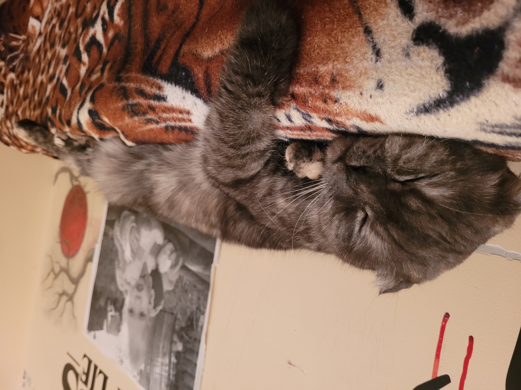 A gray tabby cat is sleeping on a tiger-striped blanket. The cat is curled up with its tail near its face. A wall with a poster and some decorative paint is visible behind the cat and blanket. It is not possible to identify the location as Izhevsk, Russia.