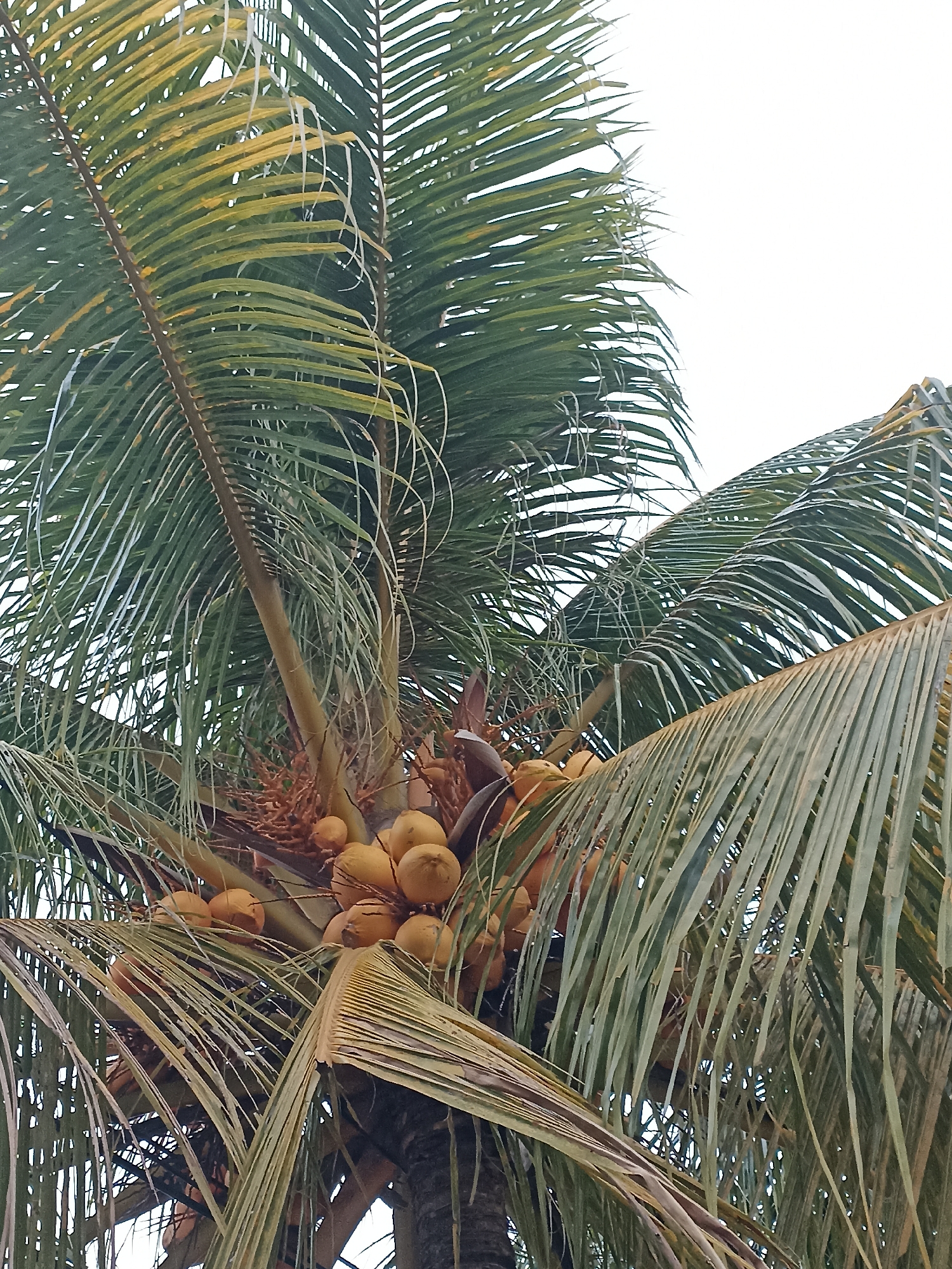 A close-up, low-angle shot captures the top of a coconut palm tree, with a cluster of coconuts visible amongst its fronds. The sky is a bright, overcast white, providing a stark background against the green and yellowing palm leaves. The coconuts are a pale yellow-orange, varying in size and shape, with some partially obscured by the foliage. The fronds themselves display a mix of vibrant green and dry, yellowish-brown tips, indicating the natural cycle of growth and decay. The scene is typical of tropical coastal environments and could be found in many locations within Banyuwangi, Indonesia, such as along the coast or in residential areas where such trees are common. There are no people or specific actions depicted, and the environment is solely represented by the palm tree and the sky.