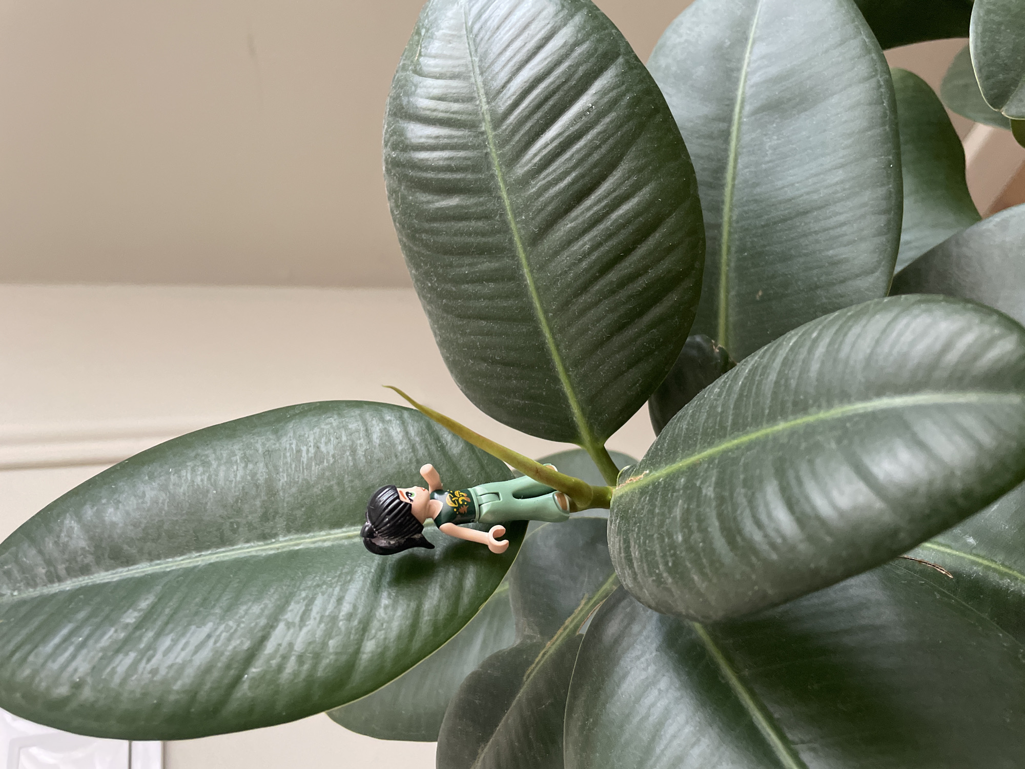 A small, plastic figurine of a person is positioned on a large, dark green rubber plant leaf. The figurine is lying down with its arms extended to its sides, and it has black hair and is wearing a green outfit with some decorative yellow markings. The rubber plant has several large, waxy leaves, and the figurine is resting on one that is spread open. The background is a plain, light-colored wall, suggesting an indoor setting. The lighting appears to be natural, possibly from a window, and there are no indications of weather conditions. The scene is static, with the figurine simply placed on the leaf, implying a staged or playful arrangement. There is no visible text in the image. The overall mood is calm and perhaps whimsical due to the miniature figure on the plant.