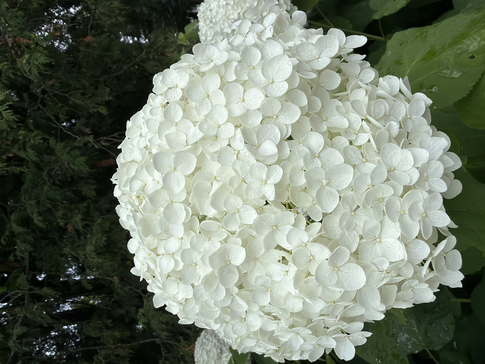 A close-up, eye-level shot captures a large, spherical bloom of white hydrangea flowers, densely packed with individual florets. The blossoms exhibit a pristine white color, with subtle veining visible on some petals. The background is a blur of dark green foliage from trees, suggesting an outdoor setting. The lighting is soft, with no harsh shadows, indicating an overcast day or a shaded area. The image focuses on the intricate texture and layered structure of the hydrangea. There are no people or man-made objects visible in the frame. The scene evokes a sense of natural beauty and tranquility.