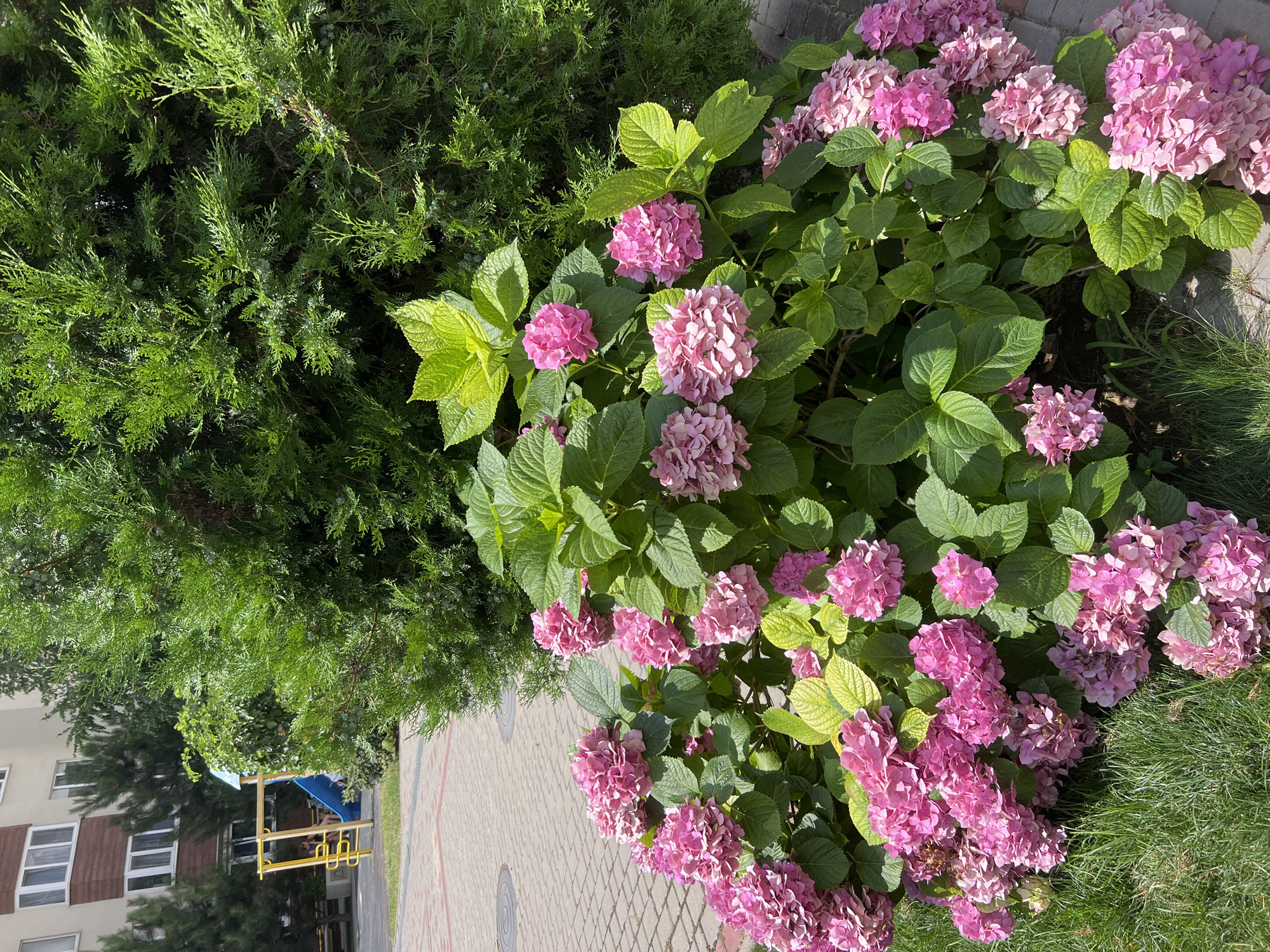 The image captures a sunlit outdoor scene in Kryzhanivka, Ukraine, featuring a vibrant bush of pink hydrangeas in the foreground, with lush green foliage. Behind the hydrangeas, a tall, dense evergreen tree dominates the right side of the frame. In the background, a multi-story building with cream-colored and brown facade, and white-framed windows, is visible. To the left of the building, a portion of a yellow playground structure with a blue slide can be seen. The ground is paved with light-colored interlocking bricks, and a patch of green grass is present in the lower left corner. The overall impression is a well-maintained outdoor area with a residential building and recreational elements.