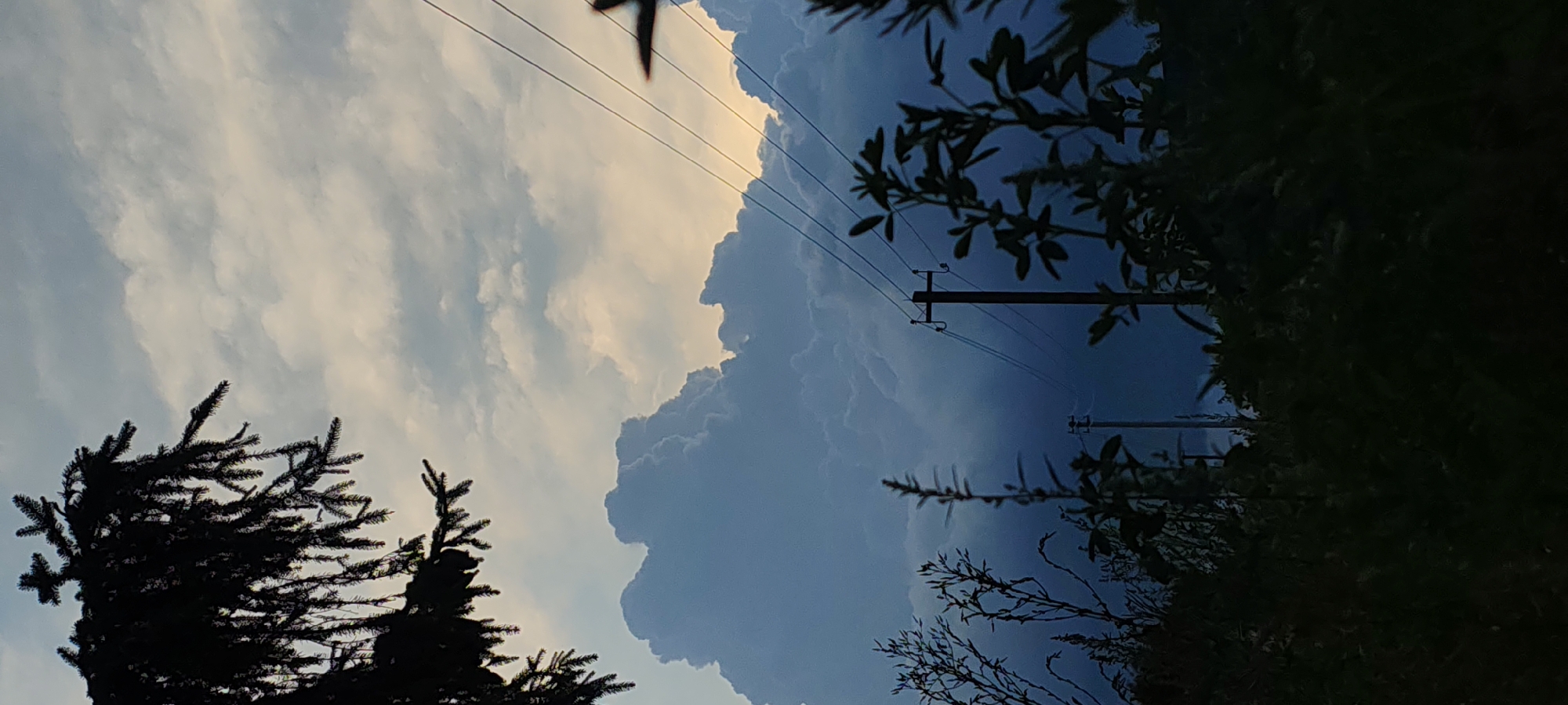 The image depicts a cloudy sky with a hint of golden light peeking through the clouds. In the foreground, silhouetted against the sky, are the branches of a fir tree on the left and various plants and bushes on the right. A utility pole with wires is visible in the mid-ground. Another utility pole can be seen further in the distance. The scene suggests an outdoor setting, possibly a rural or suburban area in Luga, Russia, given the presence of utility infrastructure and natural elements. The lighting and cloud formations suggest it may be late afternoon or early evening. There are no people or animals visible in the image.