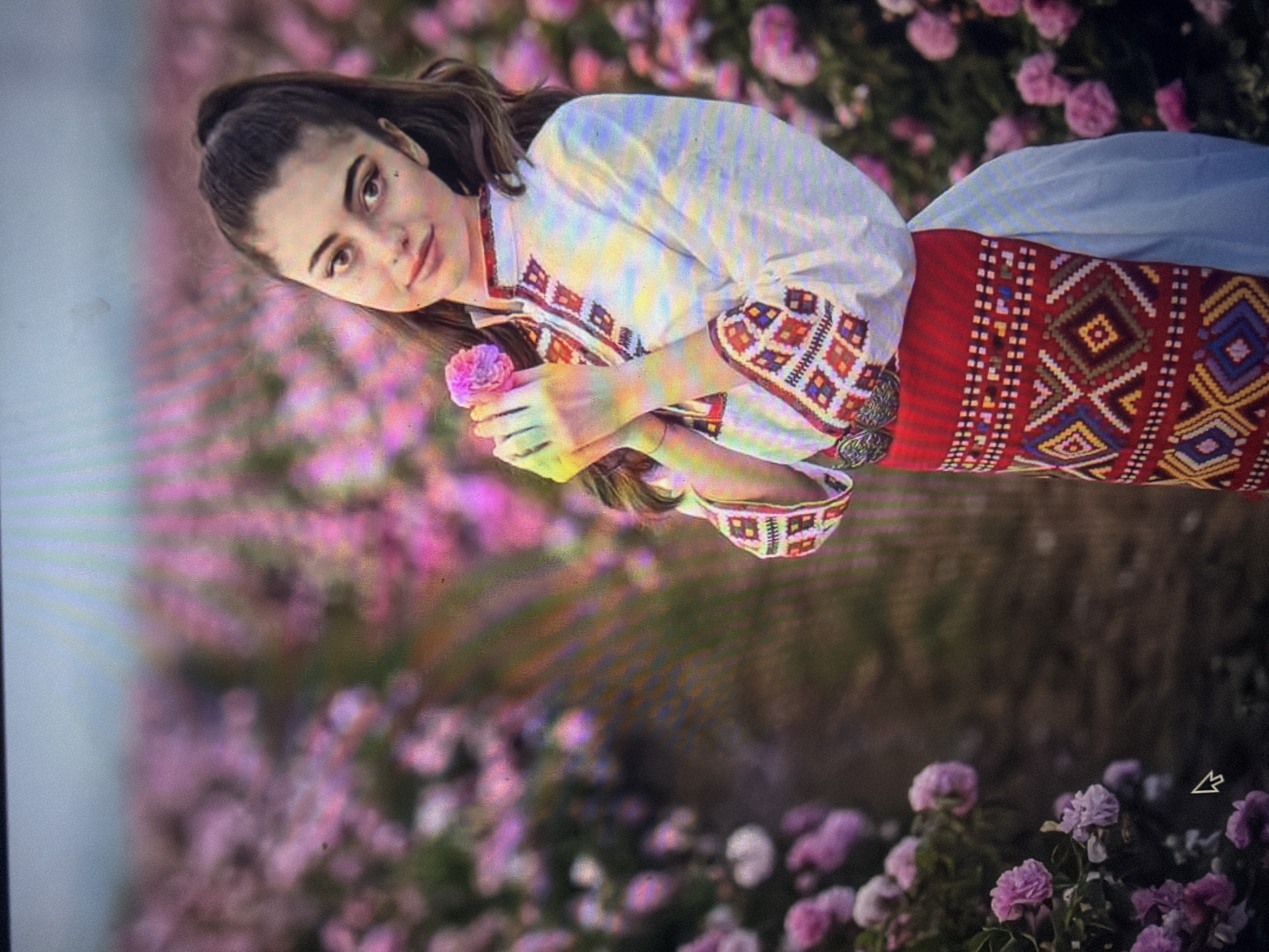 The image captures a young woman in traditional attire standing in a rose field in Shumen, Bulgaria. The woman, positioned slightly right of the frame's center, has dark hair tied in a high ponytail and is looking towards the viewer with a slight smile. She is holding a single pink rose delicately with both hands near her chest.
She is dressed in a white, long-sleeved blouse featuring intricate geometric embroidery in red, orange, blue, and white patterns on the collar, central placket, and wide cuffs. Over this, she wears a red traditional apron-style garment, also heavily embroidered with geometric motifs in yellow, blue, black, white, and orange. A decorative silver-colored belt clasp is visible at her waist, above the red garment. A light blue fabric is visible extending downwards from beneath the red apron.
The background consists of a vast, blurred field of blooming pink and purple roses, extending into the distance under a pale blue-gray sky. A dark, narrow path is visible winding through the rose bushes on the left side of the mid-ground.