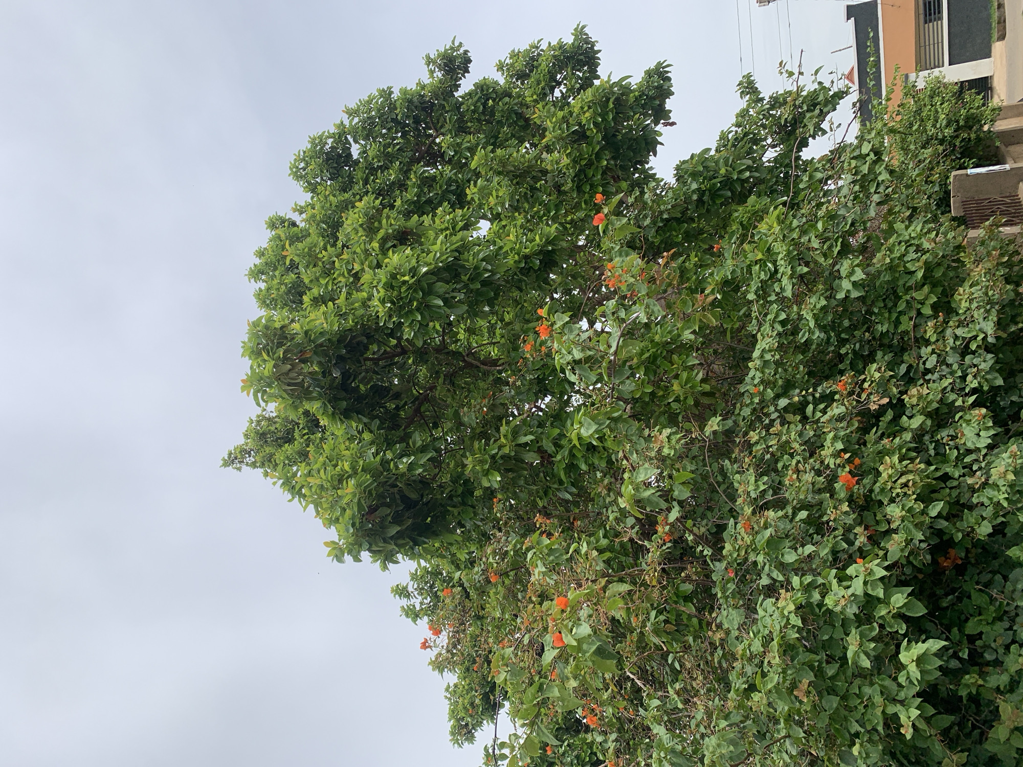 The image shows a green tree with small orange flowers against a cloudy sky. Part of a building is visible in the background, indicating an urban setting. The location is Jos, Nigeria.