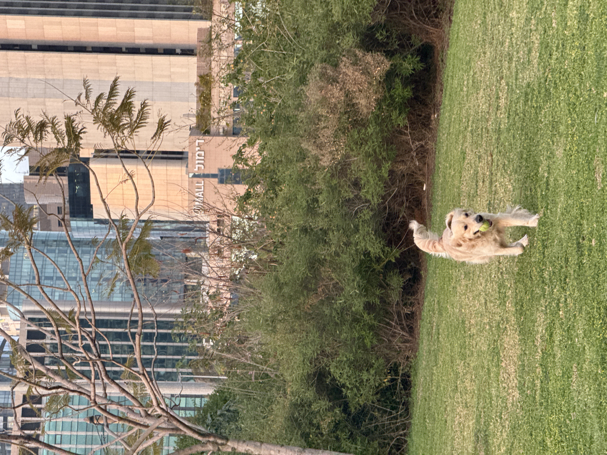 A golden retriever runs across a green lawn with a ball in its mouth. Behind the dog are trees and bushes. In the background is a building with the word "MALL" in Hebrew on the side. The location is likely the park next to Ramat Aviv Mall in Tel-Aviv, Israel.