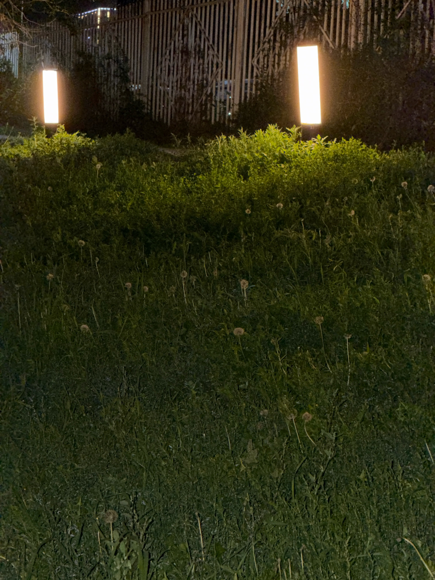 The image depicts an outdoor scene at night, with two illuminated vertical light fixtures against a backdrop of a tall, slatted fence. The foreground is dominated by a dense growth of grass and weeds, interspersed with several dandelion seed heads. The overall impression is of a somewhat overgrown urban green space. The lighting suggests artificial illumination from the fixtures, casting a soft glow on the surrounding vegetation. The location is identified as the city of Pavlodar, Kazakhstan, though no specific landmarks or context within the city are discernible from the image itself. There are no people or animals visible in the frame. The scene appears static and devoid of any activity.