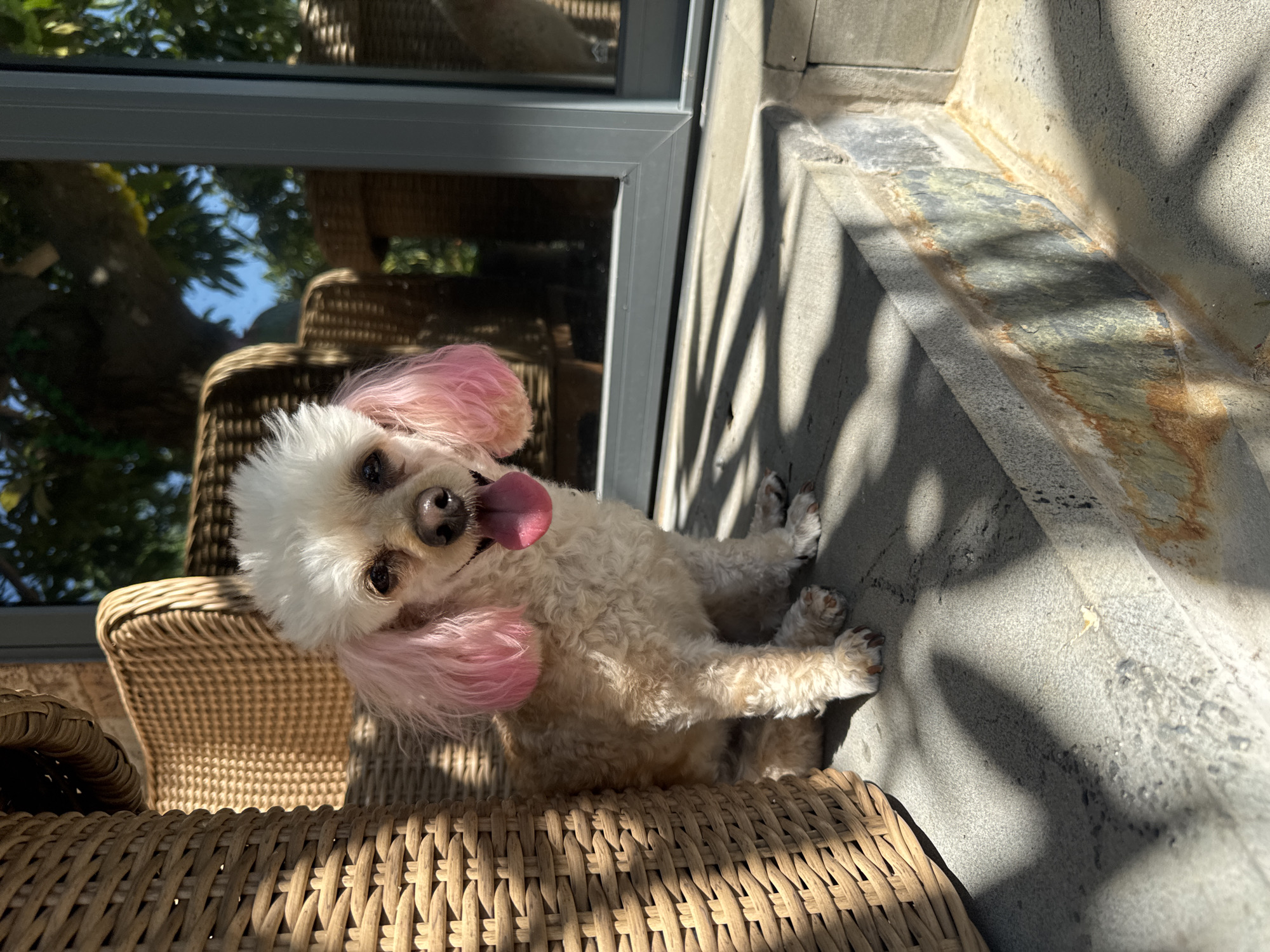 A light-colored poodle with pink-dyed ears sits on a concrete step in front of a glass sliding door. The dog is facing the camera, with its tongue hanging out and its mouth open in a pant. Its fur is curly and appears to be recently groomed. Next to the dog, to its left, is a portion of a wicker chair. The background shows foliage through the glass door and more wicker furniture. Sunlight casts shadows on the ground, creating a dappled pattern. The setting appears to be an outdoor patio or porch.