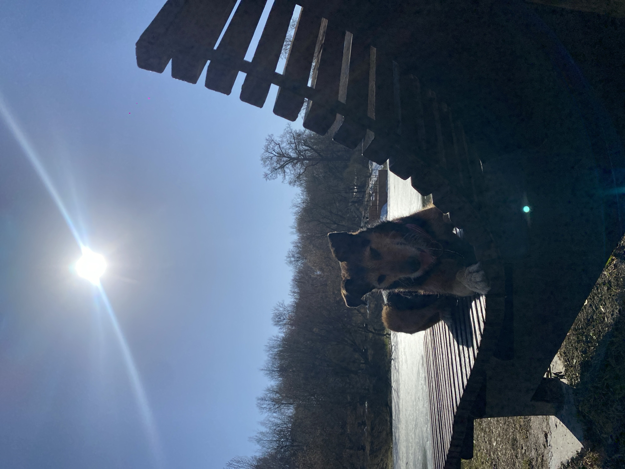 A dog is sitting on a wooden bench. The scene is outdoors on a sunny day, near a body of water and trees. The location is likely Moscow, Russia.