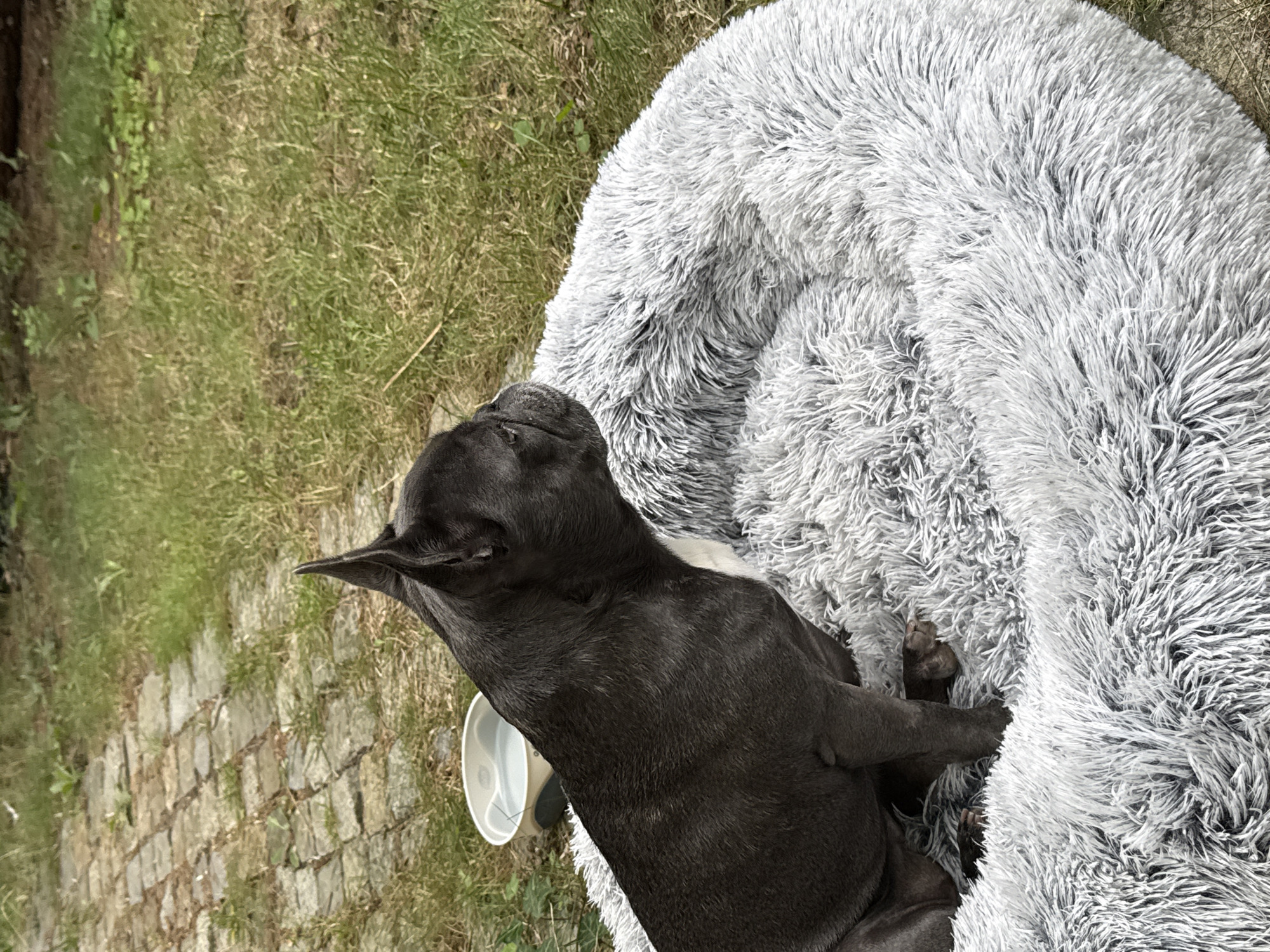 A dark gray French Bulldog is resting on a fluffy gray dog bed outdoors. The dog is facing to the right, with its head slightly turned. In the background, there is a paved walkway made of light-colored stones, with patches of green grass on either side. A white and gray dog bowl filled with water is visible to the left of the dog bed. The scene appears to be a backyard or garden area, possibly in Wrocław, Poland, given the paving stones.