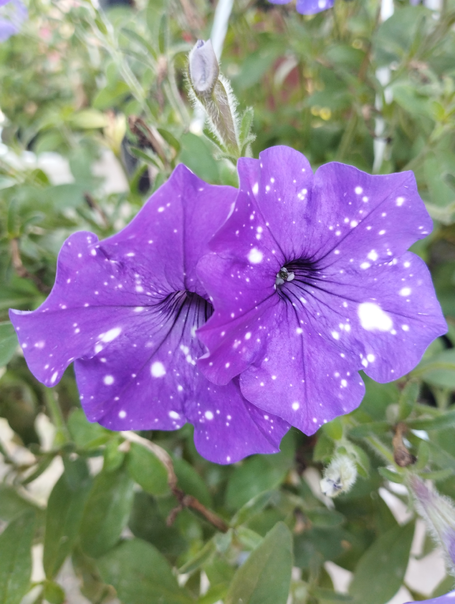 This is a close-up, eye-level, outdoor, natural light photograph of two purple petunia flowers with white speckles. The flowers are the primary subject, with their trumpet-shaped blooms and ruffled petal edges clearly visible. The speckled pattern on the petals resembles stars. The background consists of blurred green foliage and a hint of what appears to be a white structure, possibly a railing or wall. The image is sharp and detailed on the flowers. The location in Baryshivka, Ukraine, is not visually ascertainable from the photograph.