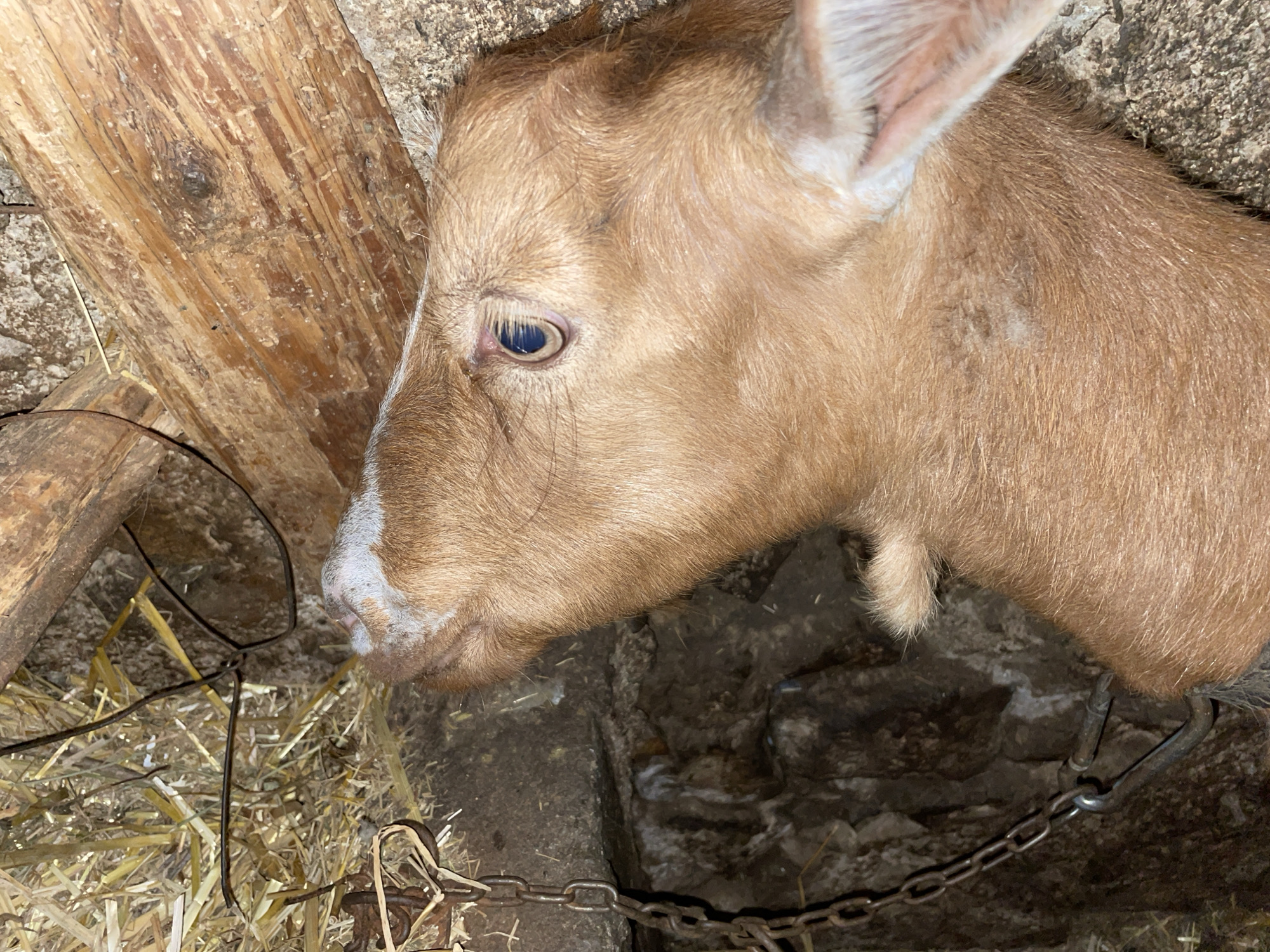 A close-up image captures the head and upper body of a young, light brown goat, likely a kid, in what appears to be an indoor farm setting. The goat has soft, tan-colored fur with distinct white markings on its nose and across its face. Its dark-pupiled eye, with a blue-grey iris, is prominent and looks towards the left of the frame. The goat's ear is partially visible, showing light-colored fur on the inside.
The animal is positioned near a sturdy, rough-hewn wooden post or beam on the left side of the image. The ground is a mix of dirt and scattered hay or straw, indicating an animal stall or barn. A metal chain is visible around the goat's neck area, extending downwards and across the bottom of the frame, suggesting it is tethered. Other small pieces of metal or debris are present on the ground amidst the straw. The background is dark and indistinct, highlighting the goat and its immediate surroundings. The overall lighting is dim, suggesting an indoor environment or low light conditions. The scene provides a glimpse into a rural or agricultural setting, specific to Zlatograd, Bulgaria. No text is visible in the image.