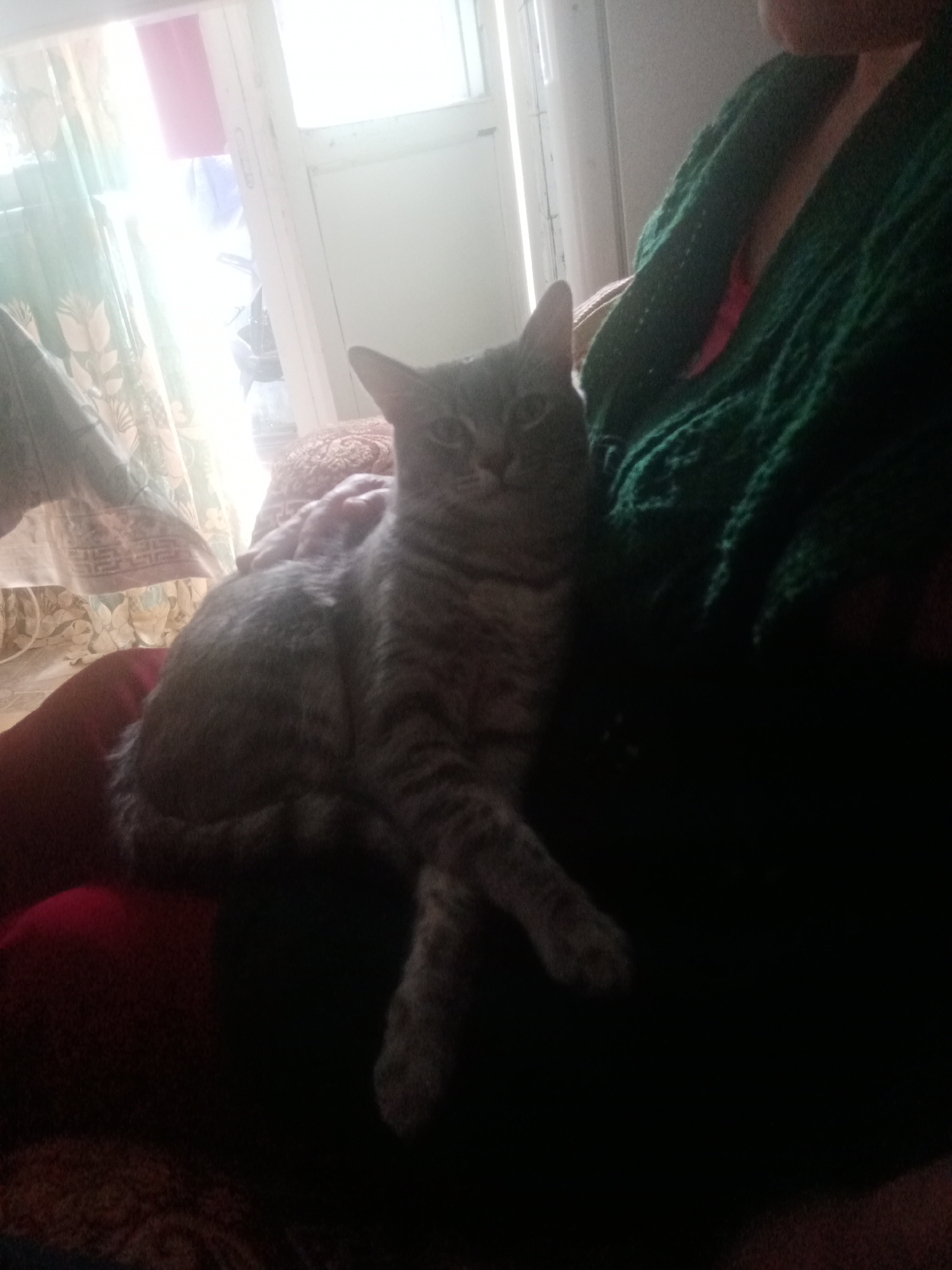 A tabby cat is laying on a person's lap. The cat is grey with black stripes and is facing the camera with its front legs crossed. The person is wearing a dark green knitted sweater. The background shows a window with sheer curtains and bright sunlight streaming in. The image appears to be taken indoors. The location is in the city of Tyrnyauz, Russia.