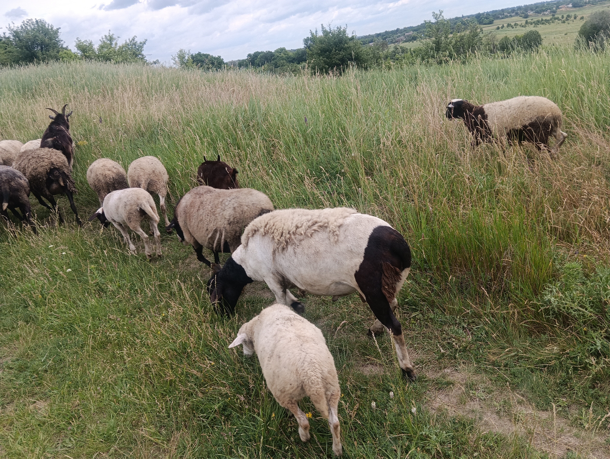 A flock of sheep and one goat graze in a grassy field on a cloudy day. The flock is scattered throughout the frame, with some sheep clustered together and others spread out. The grass is tall and appears to be a mix of green and dried stalks, suggesting a late summer or early autumn setting. In the background, trees and rolling hills are visible, indicating a rural landscape. The sky is overcast with visible clouds. The overall impression is a peaceful pastoral scene. There is no visible text in the image.