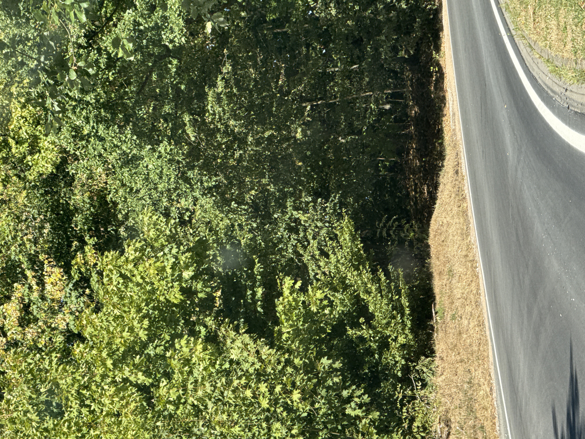 A paved road curves through a rural landscape, bordered by dry grass and a dense forest. The forest is composed of a variety of deciduous trees with lush green foliage, some displaying hints of yellow, suggesting the late summer or early autumn season. The road features a white line marking its edge. The scene appears to be captured from a moving vehicle, possibly along a country road in the vicinity of Bad Sachsa, Germany, characterized by its natural, wooded environment.