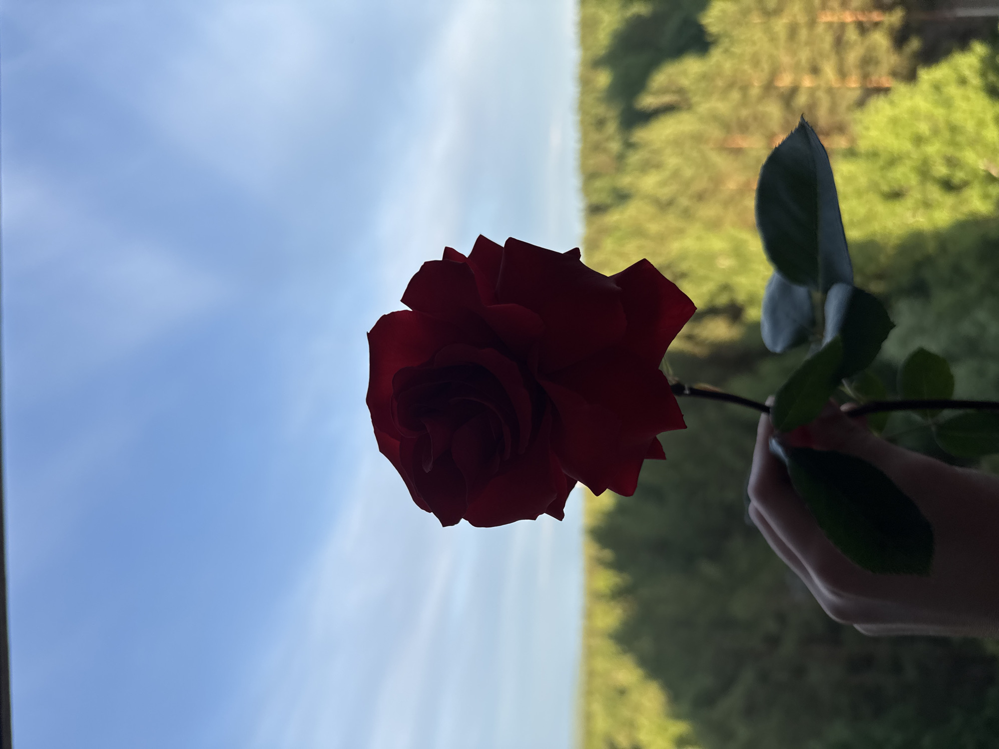 This image, rotated 90 degrees counter-clockwise, depicts a close-up of a single dark red rose held by a person's hand against a bright, natural background. When viewed in its correct upright orientation, the sky occupies the upper portion, and dense green foliage is below.
In the foreground, a slender, light-skinned hand enters the frame from the right, gripping the stem of the rose. The hand and the rose are partially silhouetted due to the bright light behind them. The rose itself is a rich, dark red, fully bloomed, with multiple petals creating a soft, textured appearance. Several green leaves are visible along the stem, held by the hand.
The background is sharply divided horizontally. The top section features a clear, bright blue sky with faint, wispy white clouds. The bottom section is filled with lush, blurry green foliage, consistent with trees or a forest, suggesting an outdoor setting in Chaikovsky, Russia. The bright lighting indicates it is daytime, likely morning or afternoon, with ample sunlight. There is no visible text in the image.