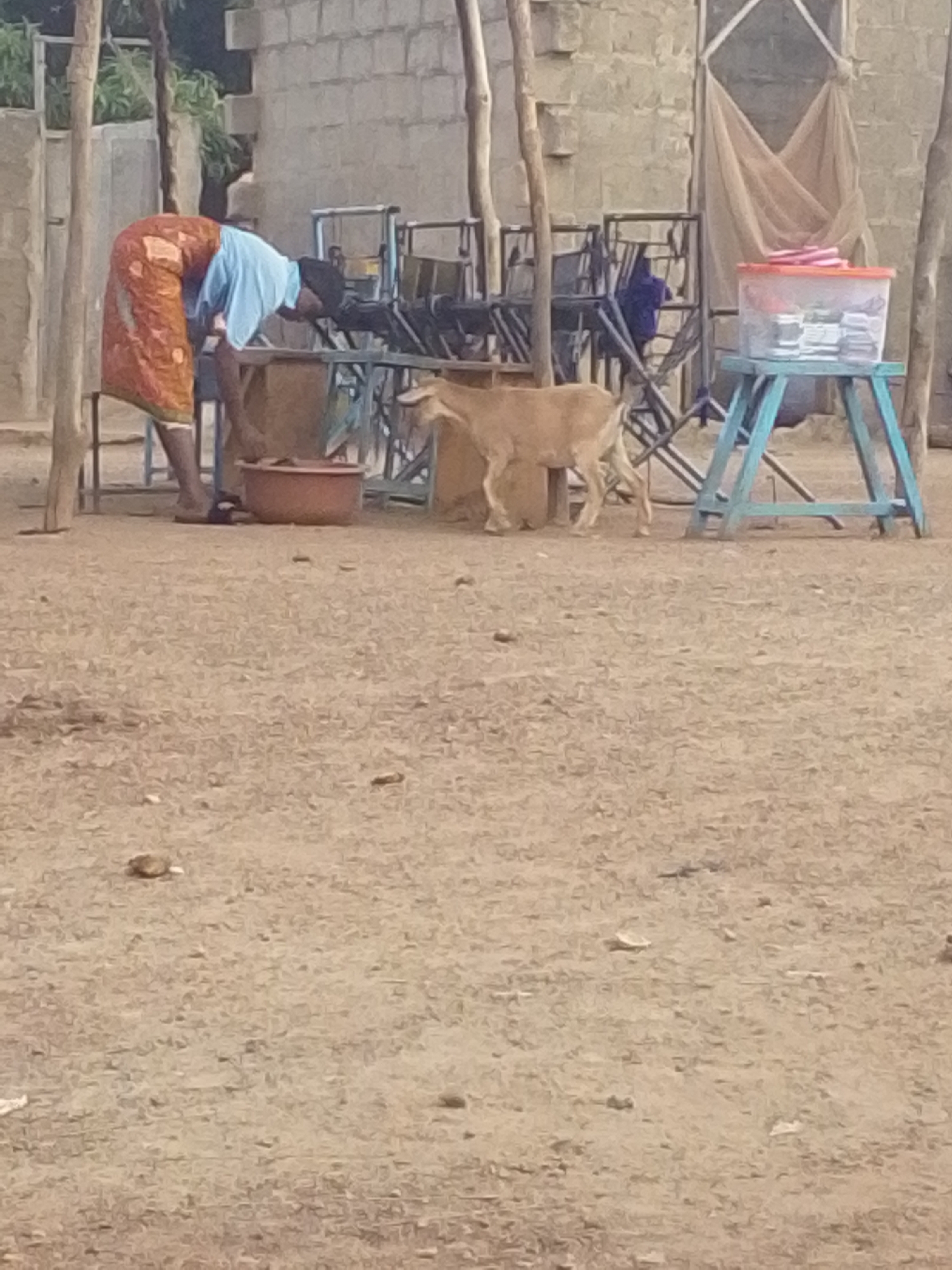Outside in Tamale, Ghana, a person wearing a blue shirt and patterned orange skirt bends at the waist in front of an opaque metal structure while facing left of the frame. To the right, a light brown goat stands, facing the right of the frame. Beyond the person and goat, behind a collection of dark metal chairs, there is a blue wooden table on which there is an opaque container with a pink lid. There are various trees, metal bars, and beige blocks visible in the background. The ground is light brown with small debris.