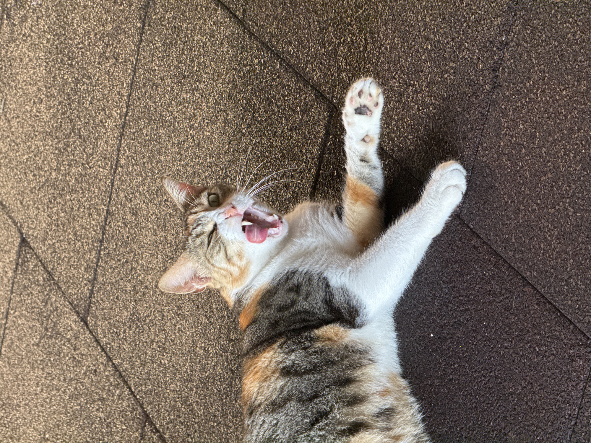 A calico cat is lying down on a textured, dark brown outdoor surface, likely a tiled patio or walkway. The cat is captured mid-yawn, with its mouth wide open revealing its pink tongue and sharp white teeth. One eye is partially closed. The cat's fur displays a mix of white, black, grey, and orange patches. Its front paws are visible, with the right paw extended forward, showing its paw pads with dark spots. The background consists of the dark, granular surface, with subtle diagonal lines suggesting the edges of paving stones. The lighting indicates it is daytime, casting faint shadows. There are no other animals or people visible in the image. The location is not discernible from the visual information provided.