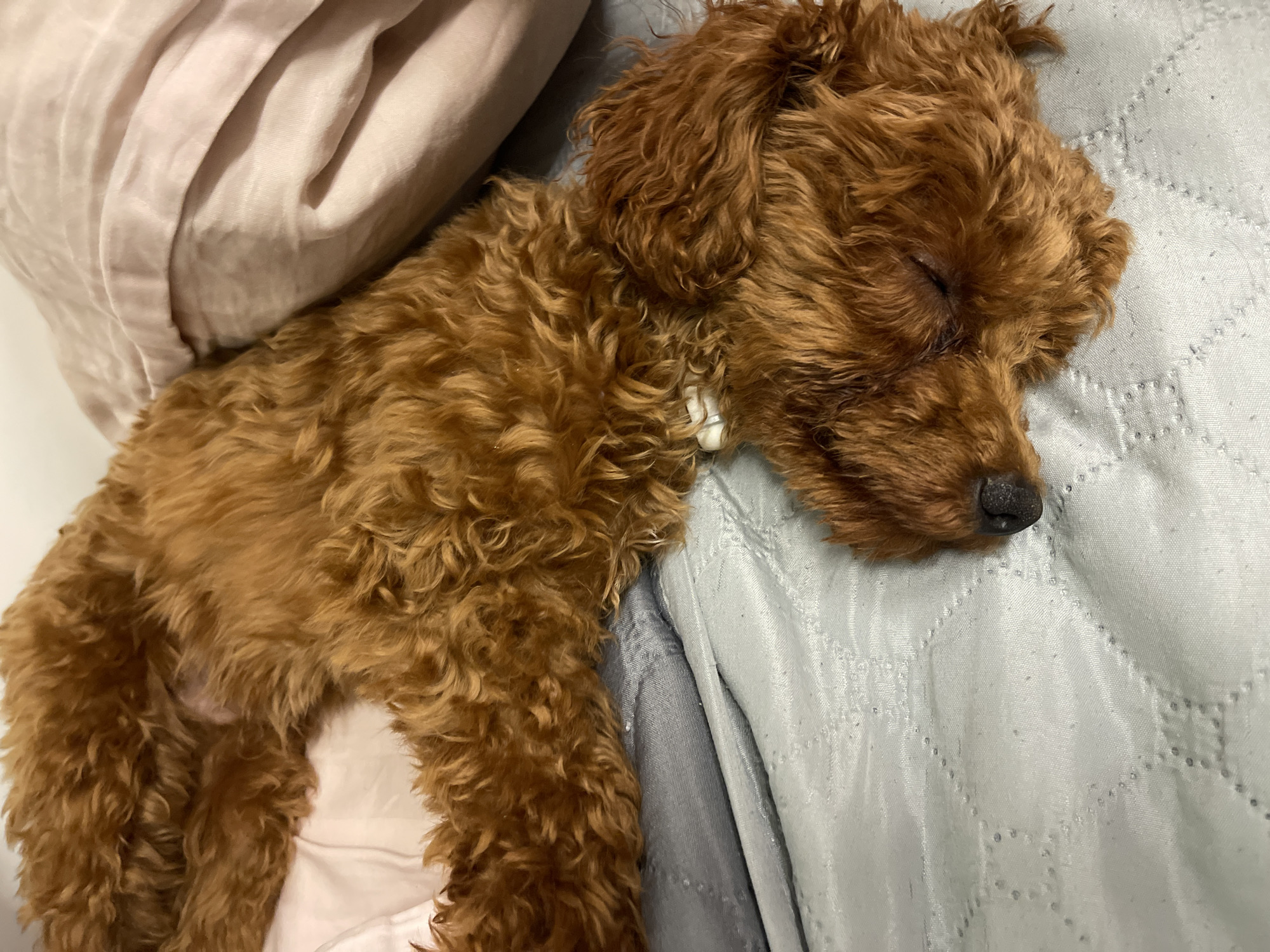 A brown poodle dog is sleeping on a bed. The dog is curled up on its side, with its head resting on a pillow. The dog's eyes are closed, and its fur is ruffled. The bed is covered with a quilted gray sheet and a pink blanket. The scene appears to be indoors, likely in a bedroom. There are no people visible in the image.
