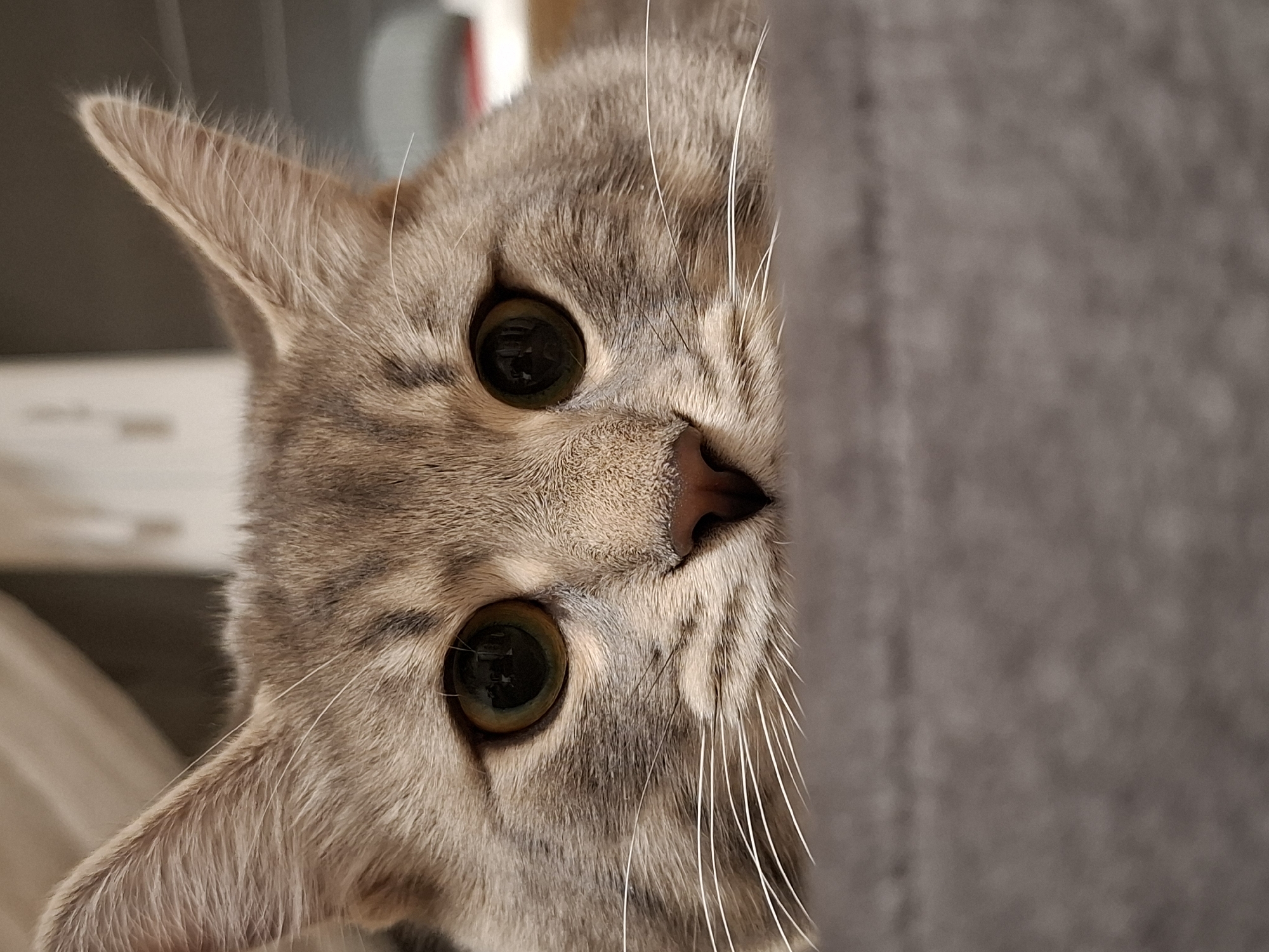 The image captures a close-up, eye-level portrait of a domestic cat peeking from behind a grey, textured surface, likely fabric. The cat's head is tilted diagonally, with its face dominating the left and central parts of the frame. Its large, round eyes, which have dark pupils and subtle green-brown irises, are wide open and intensely focused, conveying a sense of curiosity, alertness, or playfulness.
The cat has short, tabby fur, predominantly in shades of light brown and grey, with distinct darker stripes visible on its forehead and around its eyes. Its small, pinkish-brown nose and numerous long, white whiskers are clearly visible, fanning out from its muzzle. One of its pointed ears is fully shown on the left, displaying fine hairs along its edges and within the ear canal, while a portion of the other ear is also visible towards the top.
The right side of the image is occupied by a blurred, grey, textured surface, suggesting a piece of furniture like a couch or a blanket, from behind which the cat is observing. The background to the left of the cat is softly out of focus, revealing lighter, indistinct shapes, consistent with an indoor setting. The lighting is soft and even, highlighting the details of the cat's fur and whiskers. There is no visible text in the image. The scene depicts a candid, intimate moment with the animal, taking place indoors in Novi Sad, Serbia.