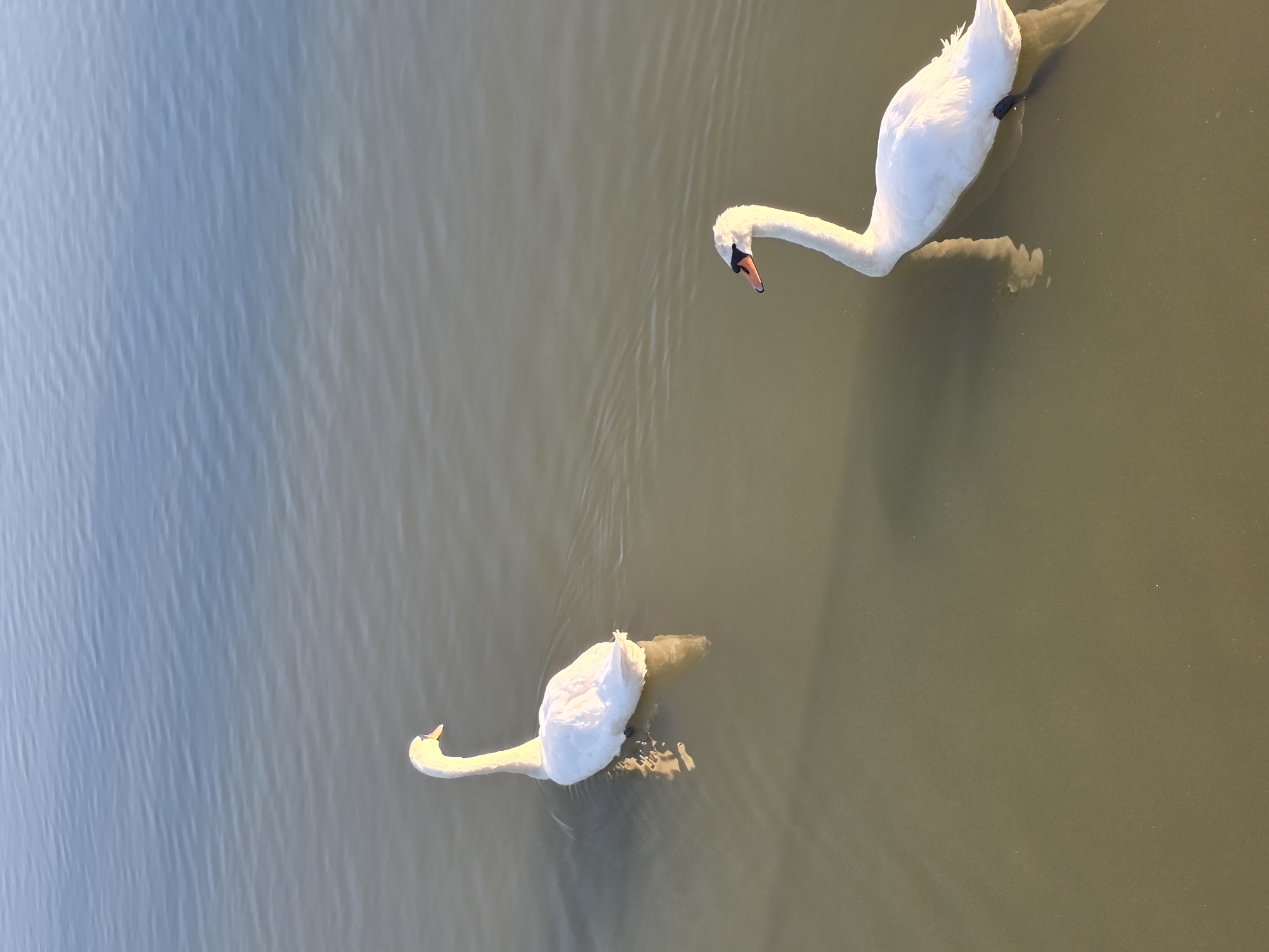Two white swans swim in calm, shallow water with a muted blue and greenish-brown color palette. The swan on the left is positioned further away from the viewer and is shown from the side, facing left. Its neck is gracefully arched, and its body is largely submerged, with its reflection visible below. The swan on the right is closer to the foreground and is also shown from the side, facing right. Its neck is slightly curved, and its body is also partially submerged, with its reflection appearing as a distorted shape in the water. The water surface is mostly smooth, with subtle ripples emanating from the swans as they move. The lighting suggests it is daytime, with the sun casting soft illumination on the scene, creating gentle highlights on the swans' plumage and their reflections. The background consists of more of the same water, with a subtle gradient of color from a lighter blue at the top to a darker greenish-brown towards the bottom of the frame. There is no visible urban or specific geographical context to determine a location within a city.