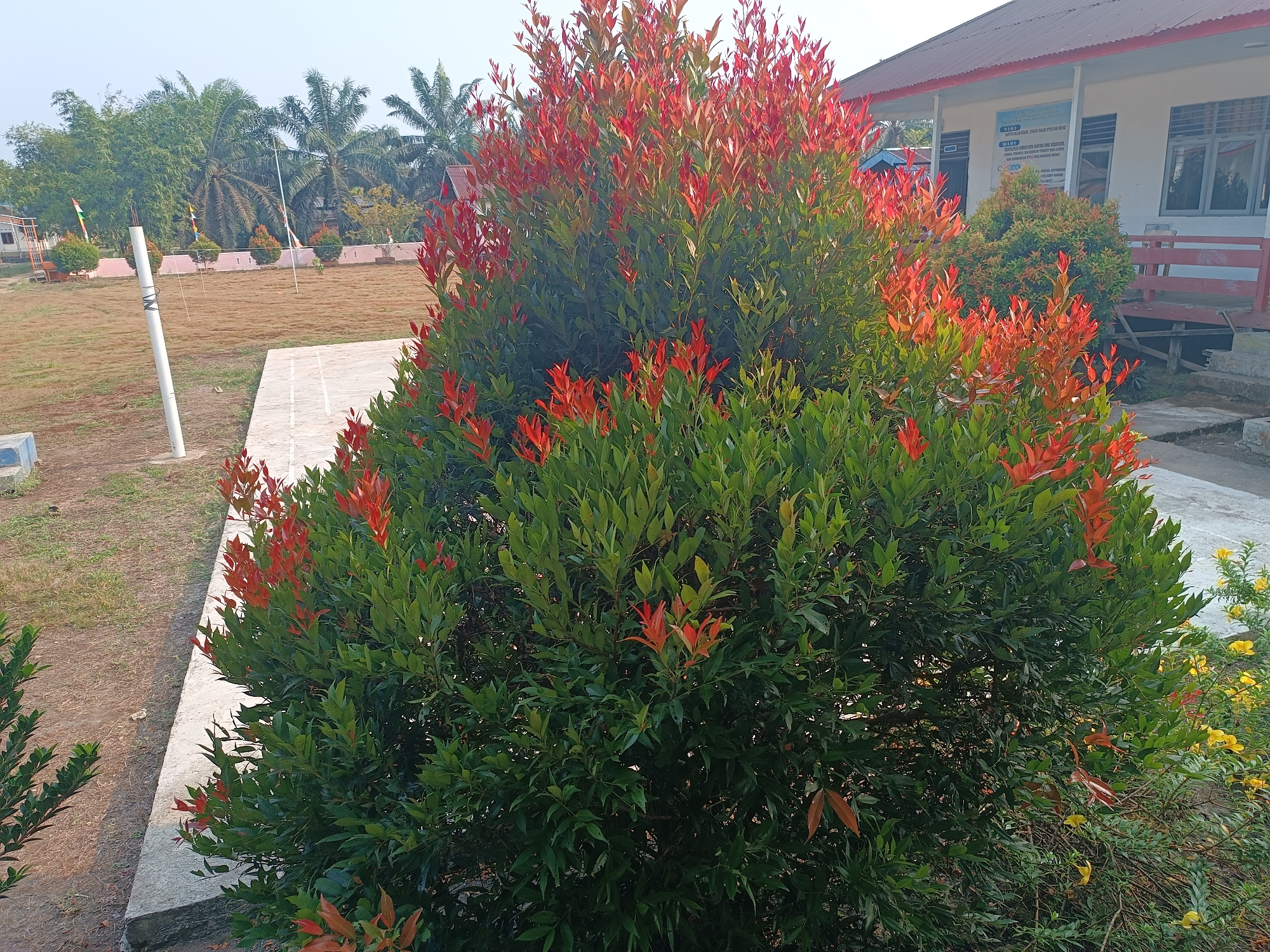 This is a daytime, eye-level, outdoor, full-shot photograph of a red-leafed shrub in front of a building. The shrub, which is dense and bushy, is situated on the right side of the image, partially obscuring a concrete path. The shrub has dark green leaves interspersed with bright red new growth. To the right of the shrub, a small cluster of yellow flowers is visible.

In the background, there is a single-story building with a white exterior, a reddish-brown roof, and several windows. A red railing is visible along a porch or walkway in front of the building. The ground in front of the building appears to be a grassy field that is dry and light brown, with some scattered white lines that may indicate a sports court or path. Several trees, including palm trees, are visible in the distance behind the field. The sky is clear and light blue, suggesting a sunny day. The overall scene depicts an outdoor area, likely a school or community facility, in a tropical or subtropical climate, consistent with the location of Jati Mulyo, Indonesia. No people are visible in the image.