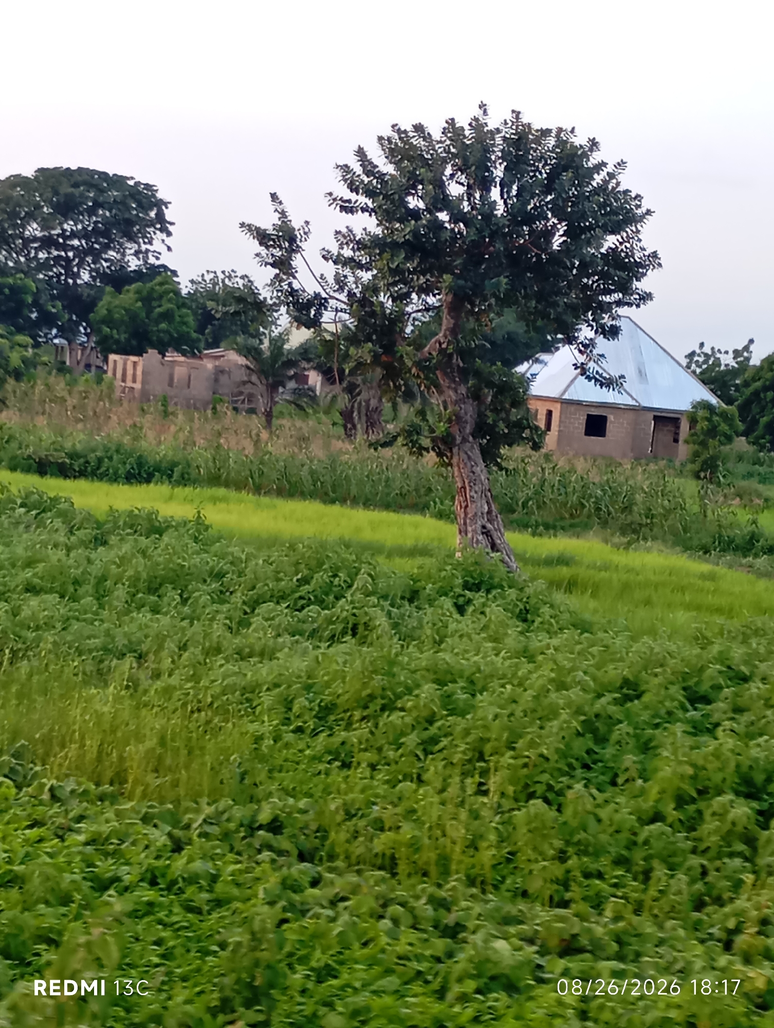 A natural landscape view of Shendam, Nigeria shows a building under construction. The building is made of cement blocks with a silver-colored metal roof. A large tree with a twisted trunk stands in the foreground. The surrounding area is covered with lush green vegetation, including fields of crops and trees. The sky is overcast. The text "REDMI 13C" and the date "08/26/2026 18:17" are visible in the bottom corner of the image.