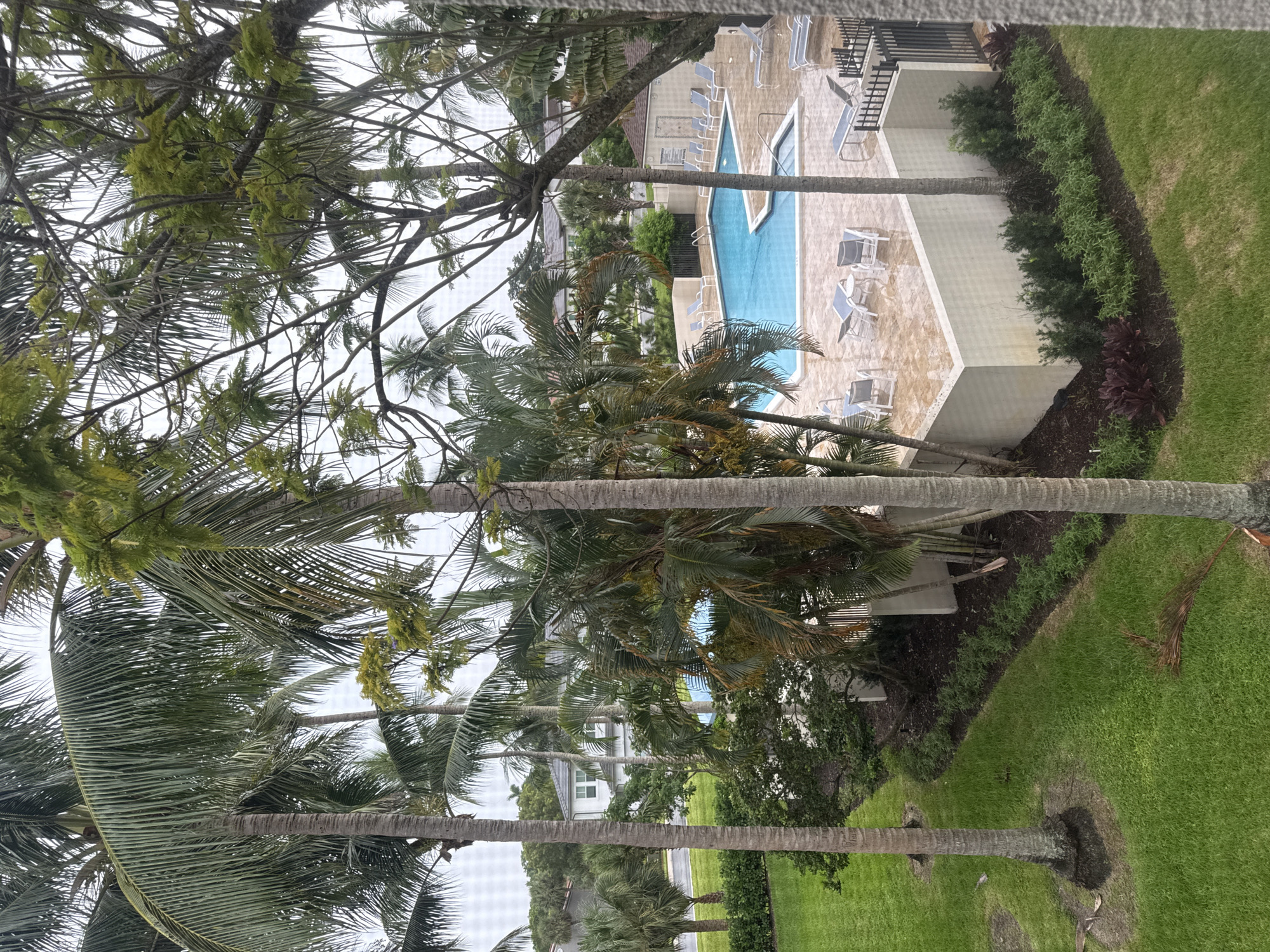 This image shows an aerial view of a swimming pool area at a residential complex, possibly an apartment building or condominium, in Boca Raton, United States. The pool is L-shaped and filled with bright blue water. The deck surrounding the pool is paved with light-colored tiles that appear wet, suggesting recent rain. Several lounge chairs, some with blue cushions, are scattered around the pool area, with a few unoccupied. Adjacent to the pool is a raised white wall with a black metal fence. Green grass surrounds the pool area, with several palm trees of varying sizes framing the scene. In the background, a white building with multiple windows and a grey roof is visible, along with other foliage and trees. The sky is overcast. There are no people visible in the image.