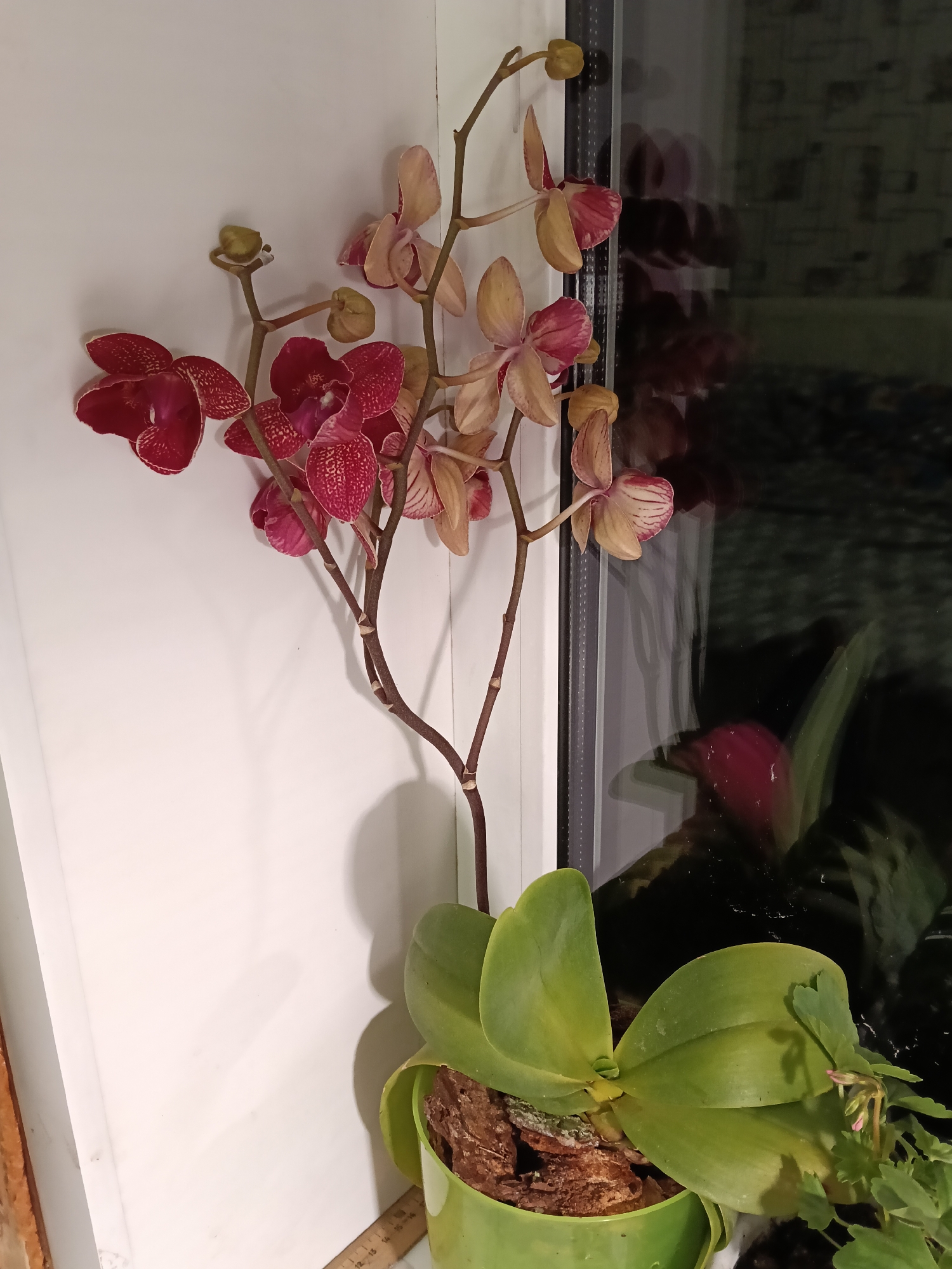 A close-up shot of a potted orchid plant, likely indoors near a window. The orchid has two distinct flower stems: one displaying deep red-burgundy spotted blossoms and the other with lighter peach-colored flowers with red striping. The plant's green leaves are visible in the green pot filled with bark mulch. There is a glimpse of a window behind the plant, partially reflecting an indistinguishable scene. Part of a ruler is at the bottom left of the image. There's no information available to pinpoint the location of the scene to Красный Маяк, Russia.