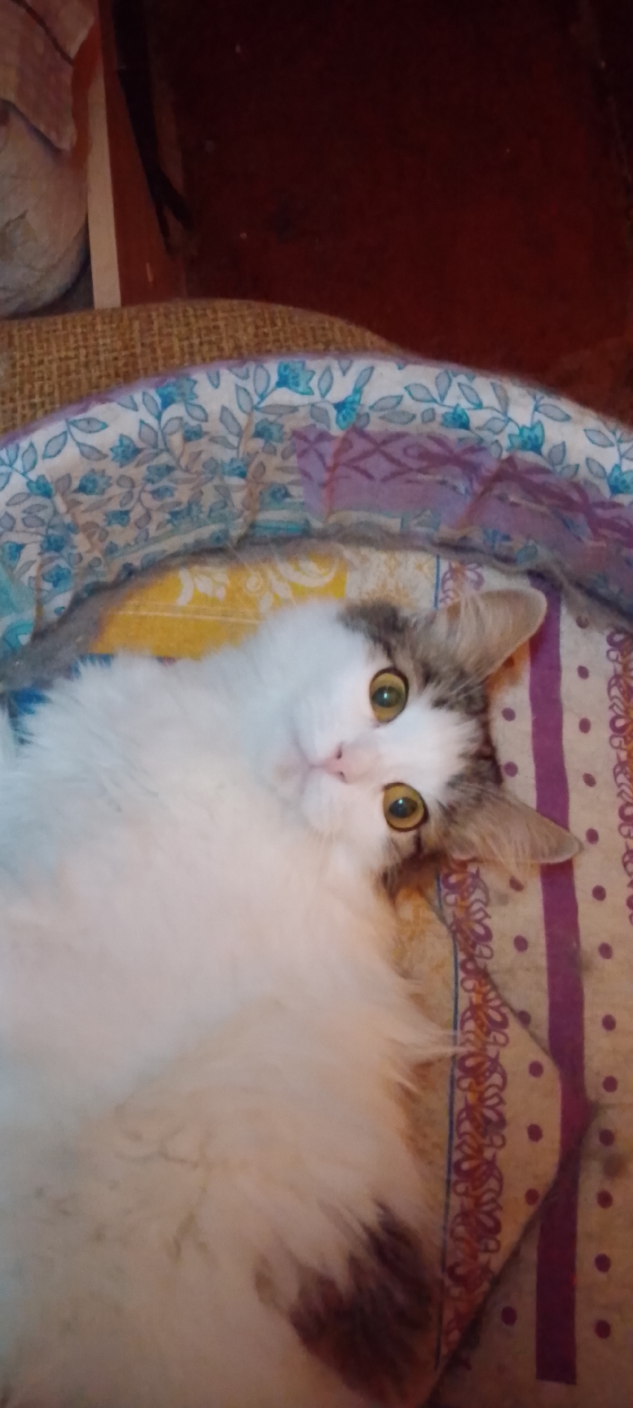 A long-haired cat with white and grey fur is lying on a patterned blanket. The cat's eyes are open and it is looking at the camera. The blanket is in a basket lined with another patterned fabric. The background is dark and out of focus. No specific location in Belgorod, Russia can be determined from the image.
