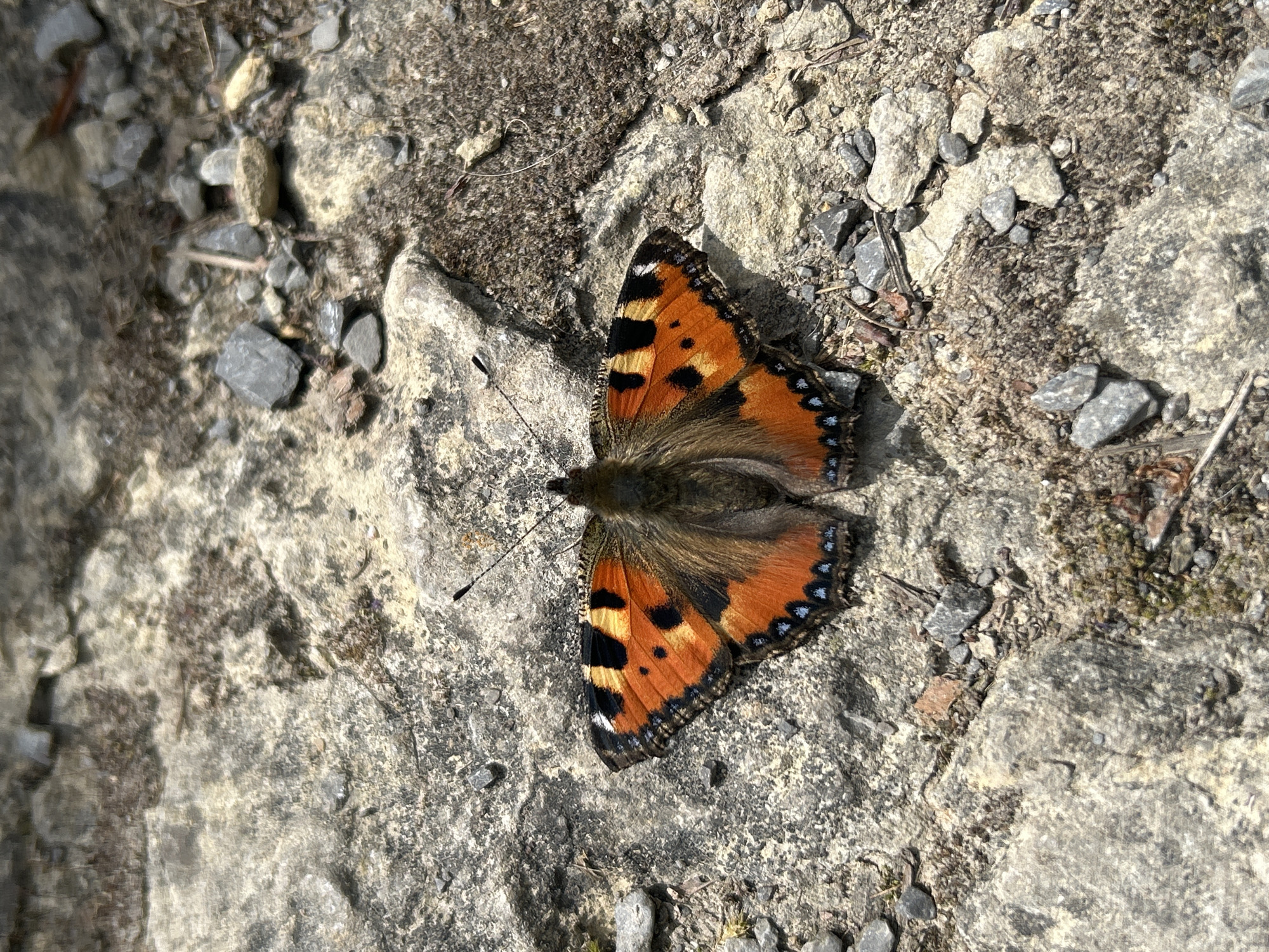 The image shows a butterfly perched on a rocky surface. The butterfly has orange and black wings with a pattern of black spots. The background is a mix of rock, gravel, and dirt. The location is not possible to be determined with the given context.