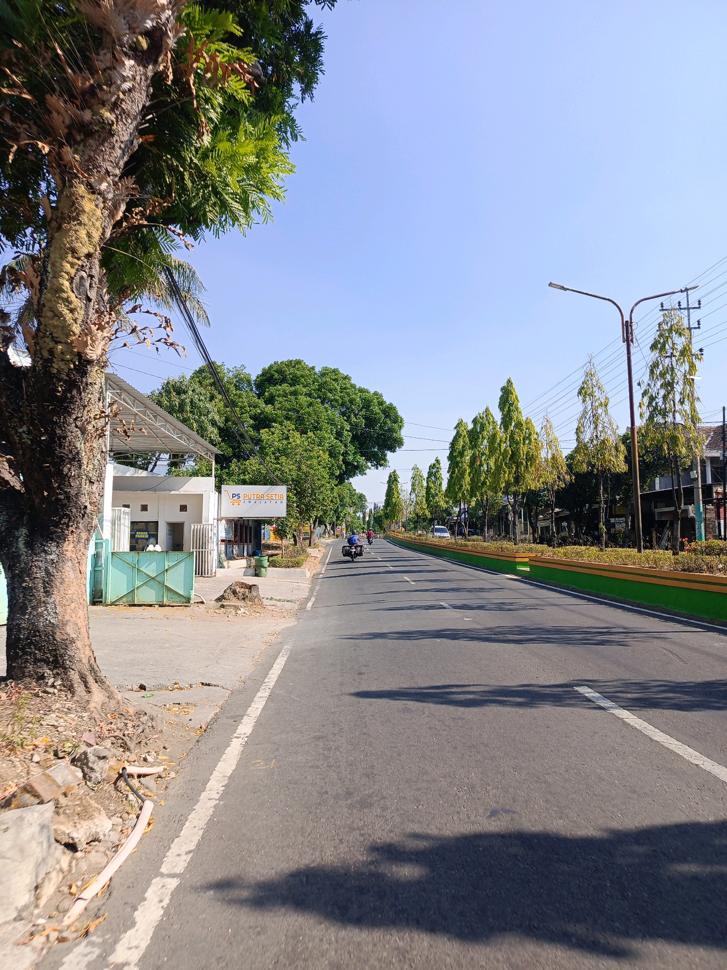The image depicts a wide, paved road in Milangasri, Indonesia, under a clear blue sky. The road has white lane markings. On the left side of the road, there is a sidewalk area with a large tree with textured bark in the foreground. Adjacent to the sidewalk is a white building with a metal roof supported by columns and a green metal gate. A sign above the gate reads "PS PUTRA SETIA SEWA MOBIL". Further down the road on the left, there are more trees and some buildings. On the right side of the road, a row of tall, slender trees with light green foliage lines the street, separated from the road by a low barrier with green and orange painted sections. A few vehicles are visible on the road, including a motorcycle with a rider and a white car. Utility poles and electrical wires are present along the right side of the road. The scene suggests a sunny day in an urban or semi-urban environment.