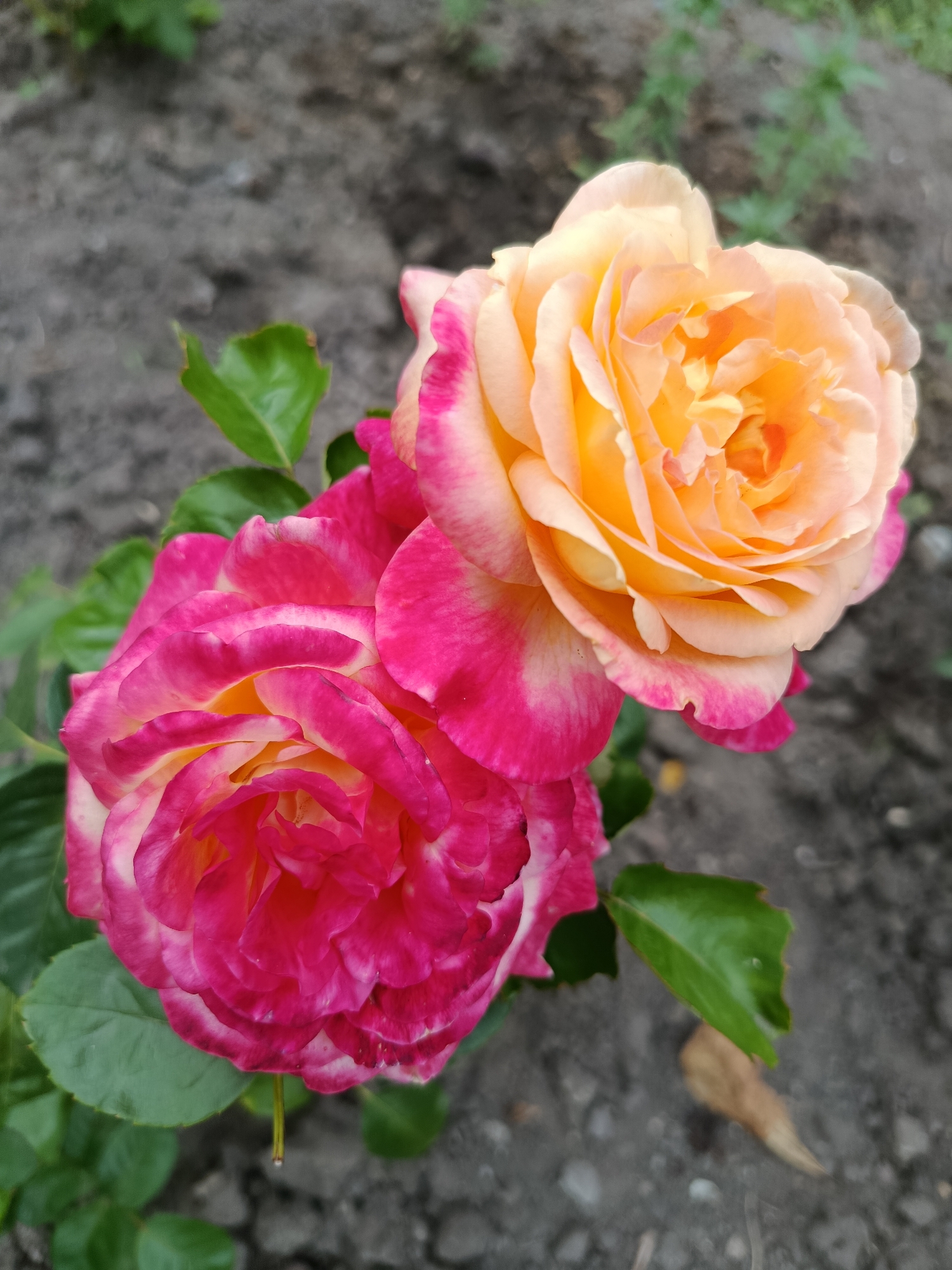 Two roses, one primarily pink with yellow and white accents and the other primarily yellow with pink accents, are in bloom. The roses are close together and overlap slightly. Green leaves surround the flowers, and the background is composed of dark soil and some blurred green foliage. The scene is outdoors, likely in a garden. The image does not provide any information that would allow for a specific location within the city of Saratov, Russia, or any other location.