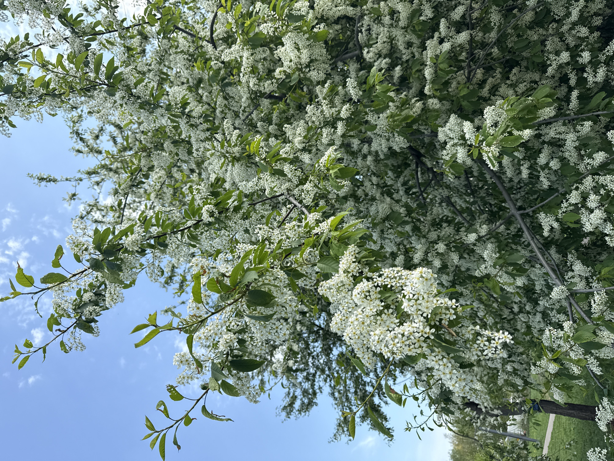 The image depicts a tree in full bloom with small white flowers and green leaves. The tree's branches fill the frame, extending towards a partly cloudy blue sky. The lower edge of the image shows hints of green grass and potentially other trees, suggesting an outdoor setting. The close-up view focuses on the tree's floral display, with the environment and other potential subjects in the background mostly out of focus. It is not possible to determine the location as Moscow, Russia, without additional visual cues.