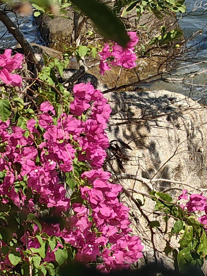 Bright pink bougainvillea blooms cascade, interspersed with vibrant green leaves and thorny branches. A large, textured boulder forms the backdrop, partially obscured by shadows. The water's edge is visible between the rocks and branches in the upper part of the picture.