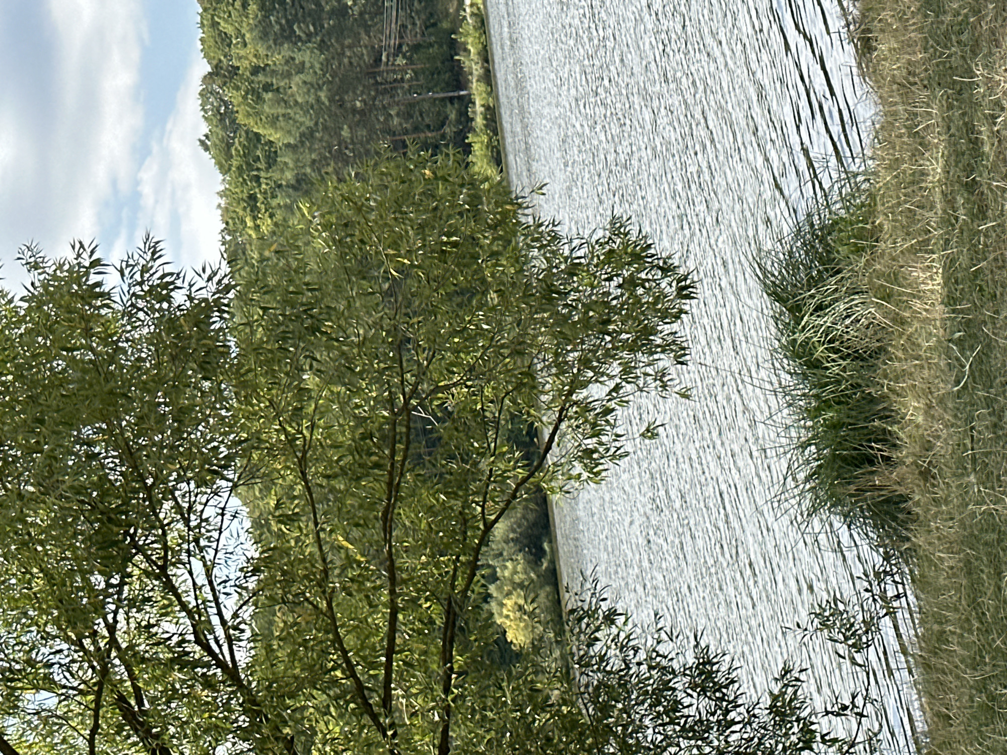 This image depicts a natural scene near the city of Makiv, Ukraine, featuring a body of water, dense trees, and vegetation. The foreground is occupied by dry, light brown grass and some taller, green reeds. A large tree with abundant green leaves overhangs the left side of the frame, its branches extending over the water. The water's surface is textured with ripples, reflecting the sky and surrounding greenery. In the background, a thick line of various trees, predominantly green, forms a dense forest. The sky above is a mix of pale blue with scattered white clouds. The overall impression is one of a tranquil lakeside environment with abundant natural foliage.