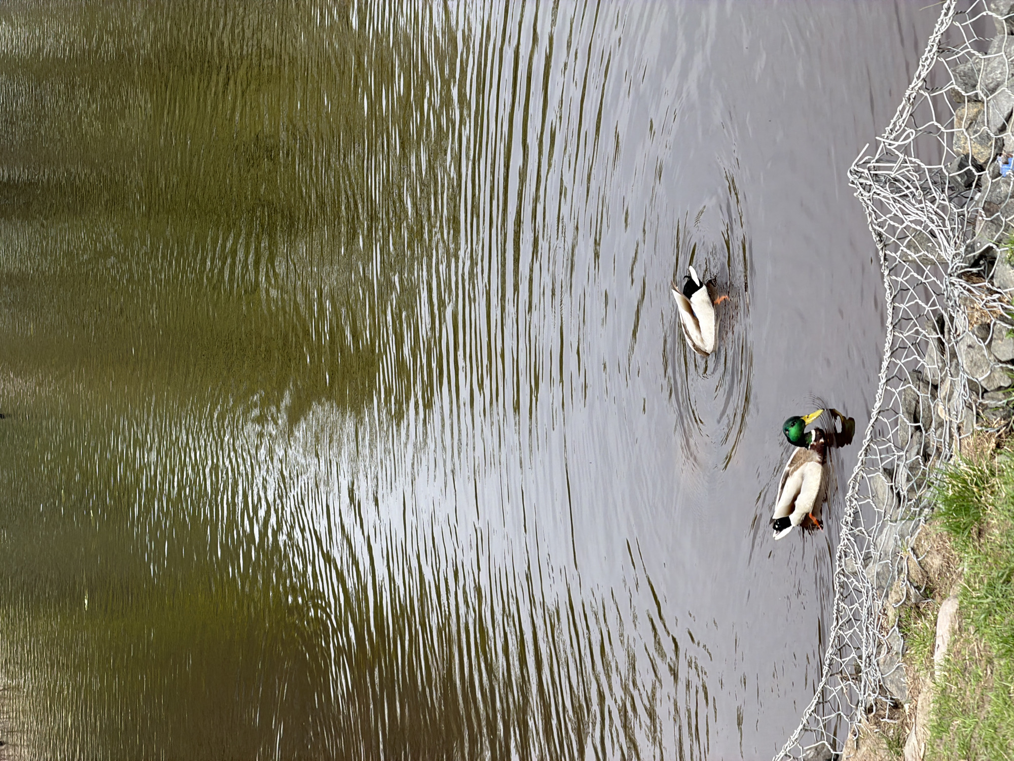 A high-angle shot depicts two ducks swimming in a body of water near what appears to be a shoreline or embankment reinforced with wire netting filled with rocks. One duck has its head submerged in the water, while the other is swimming upright. The water's surface is rippled, and the overall color palette includes green, brown, and gray tones. There is grass in the frame and it is suggested that the picture was taken in Koltushi, Russia.