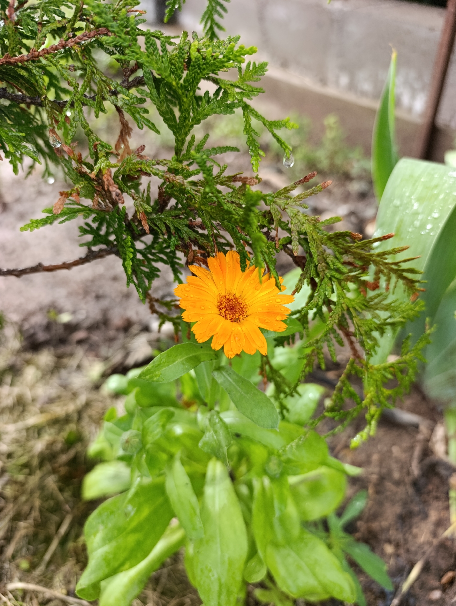An orange calendula flower is in bloom, nestled among the green branches of a coniferous shrub. Water droplets are visible on the flower petals and the foliage of both plants, suggesting it has recently rained or the plants have been watered. The background is softly blurred, showing dark soil and dry grass, indicating an outdoor garden setting. To the right of the flower, a large green leaf, possibly from a tulip or lily, also shows water droplets. The image is likely taken outdoors in natural light, possibly during the day, as evidenced by the bright colors and the presence of water droplets, which are often seen after rain. The overall mood is serene and natural. No text is visible in the image.