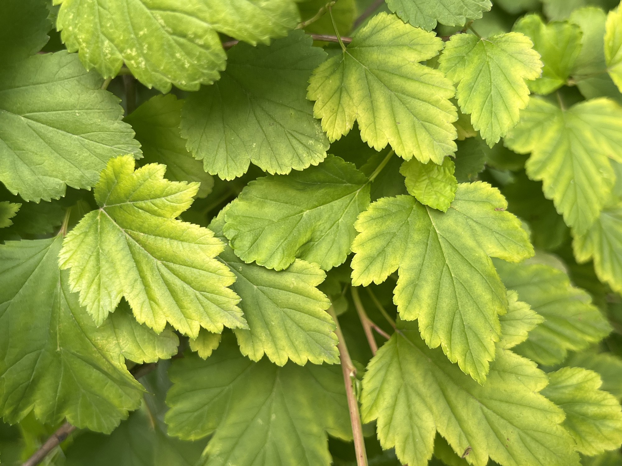 The image is a close-up, overhead shot of lush green leaves, likely from a bush or shrub, against a softly blurred green background. The leaves are textured with visible veins and have serrated edges. Some leaves exhibit a yellowish-green hue, particularly along the edges, suggesting variations in light exposure or plant health. The scene is devoid of any human presence or discernible urban elements, making it impossible to determine a specific location in Moscow, Russia. The focus is entirely on the botanical details of the foliage.
