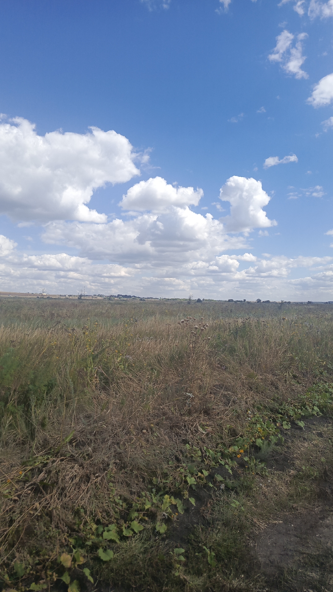 A vertical, full shot captures a wide, open field under a bright blue sky dotted with fluffy white clouds. The foreground is dominated by dry, tall grasses and weeds in shades of brown and yellow, with some scattered green foliage and yellow flowers in the lower right corner. In the distance, a faint line of trees and structures suggests a settlement or village. The horizon is flat and stretches across the image, separating the field from the sky. The scene appears to be outdoors, in a rural or undeveloped area, possibly in or around the village of Karyakino, Russia, given the context. There are no people or animals visible in the image.