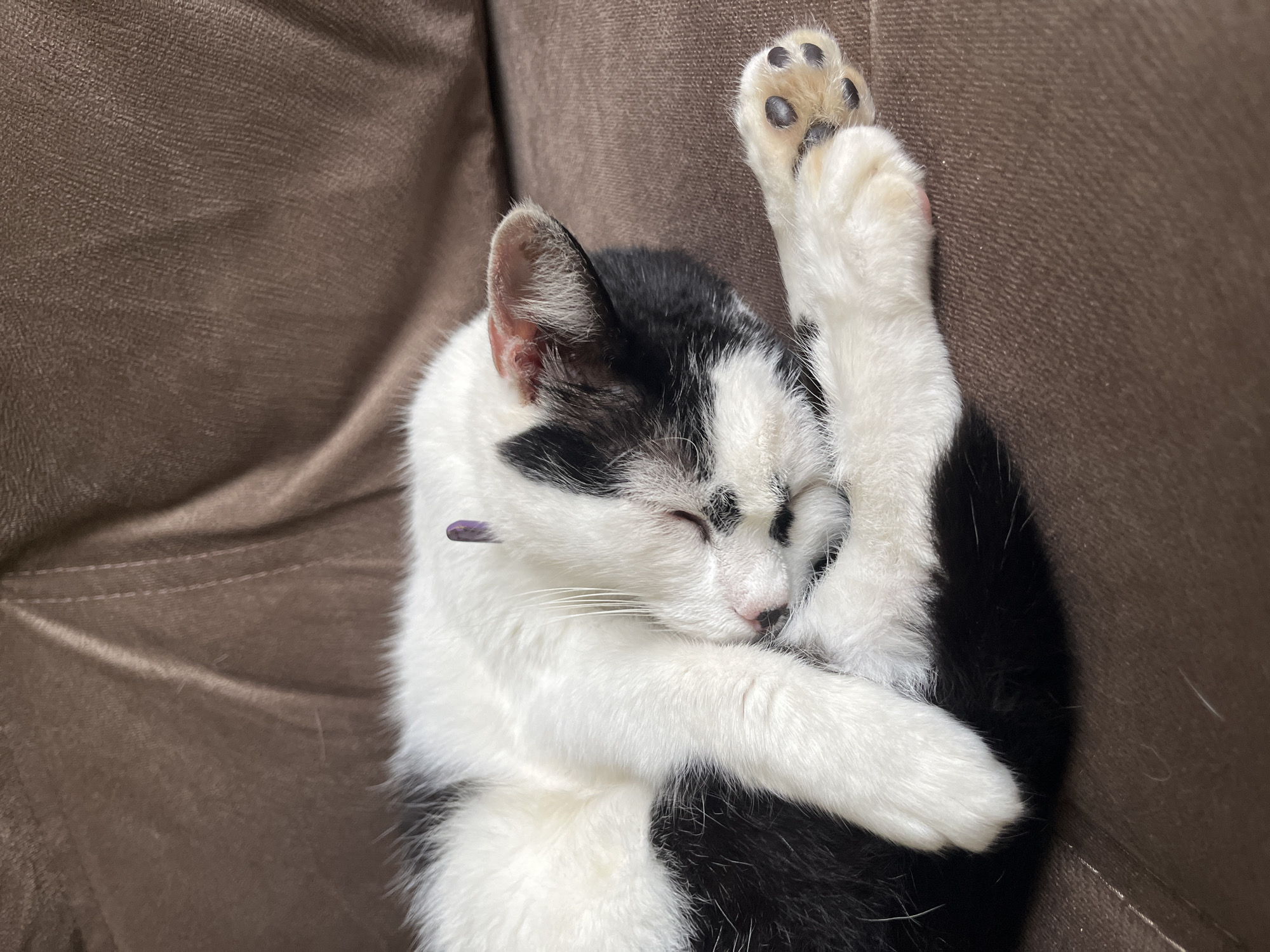 A black and white cat is sleeping curled up on a brown sofa. The cat's head is tucked in, and its paws are resting on its body. A small purple object is attached to a thin purple string around the cat's neck. The sofa has a textured surface. This image was taken in Ureki, Georgia.