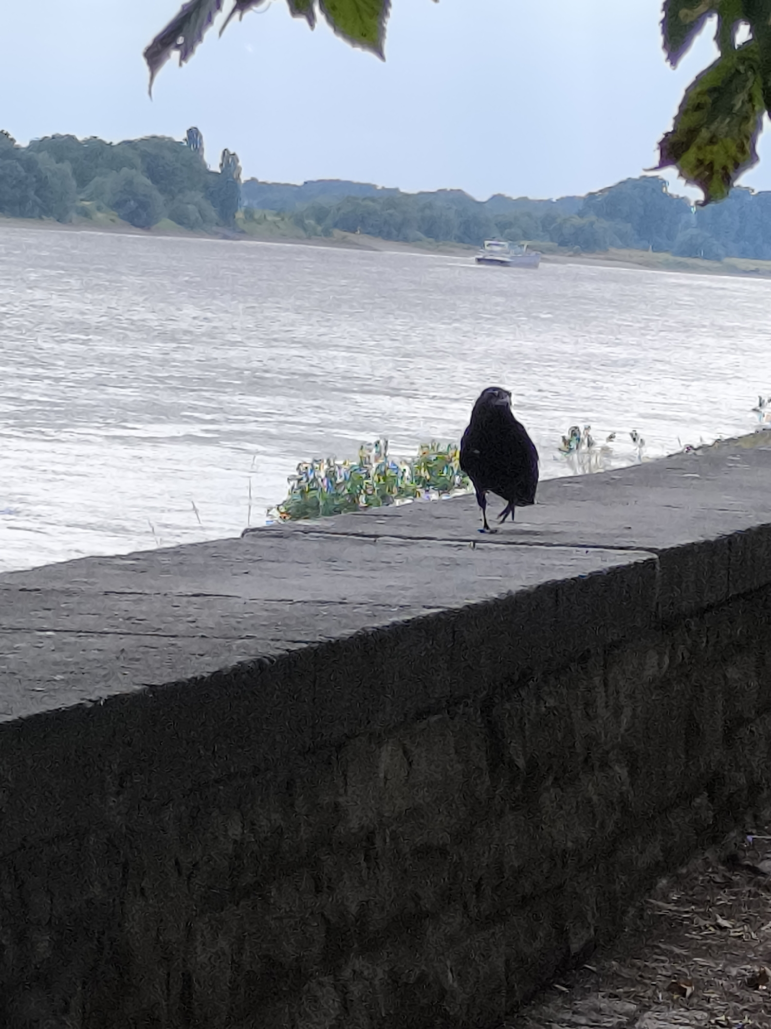 A black bird stands on a concrete embankment overlooking a wide river. In the background, a distant green shoreline is visible, with trees and a small boat. The sky is overcast. The embankment is made of dark, textured stone blocks. The bird is facing away from the camera, with its left leg extended. A few small, colorful plants are growing on the embankment near the bird. The image appears to have been taken on a cloudy day. This scene is consistent with the Rhine riverfront in Düsseldorf, Germany.