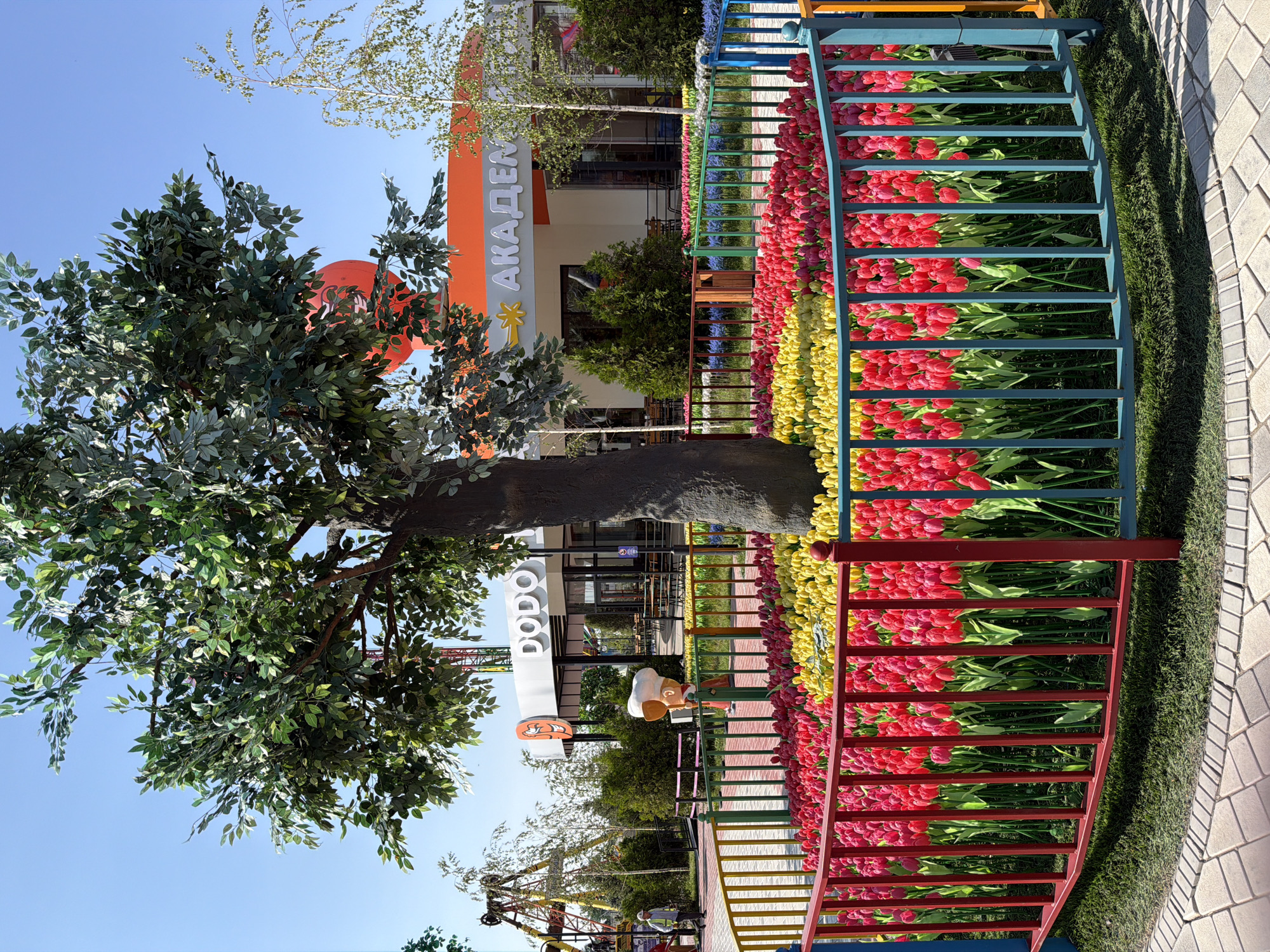 In a sun-drenched outdoor scene, a large, artificial tree with dense green foliage stands at the center, its trunk positioned within a circular garden bed. This garden is densely packed with vibrant red and yellow tulips. A multi-colored metal fence, with vertical bars in red, blue, green, and yellow, encircles the tulip garden, separating it from a paved walkway with a light brown and beige interlocking pattern. Behind the garden and tree, an orange-fronted building with large windows and tables and chairs inside is visible. The building has signs reading "DODO" and "АКАДЕМ", suggesting a commercial establishment, possibly a cafe or restaurant. To the left of the building, a tall, yellow amusement park ride with red and green accents is partially visible, and a person in a light-colored jacket and hat walks on the left side of the frame, near a black trash can. The sky is a clear, bright blue, indicating a fair weather day.