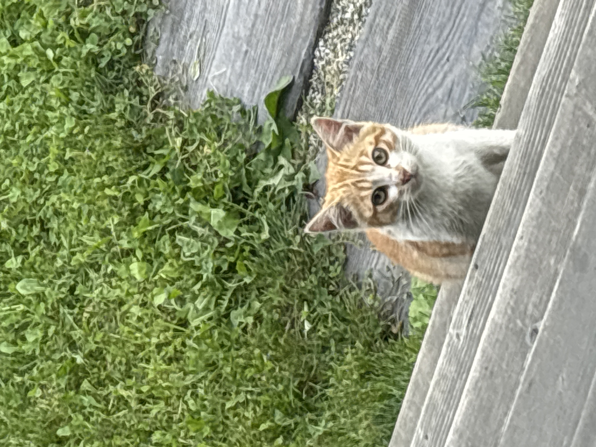 An orange and white cat sits on a wooden surface, looking directly at the camera. The cat is positioned on the lower right side of the frame, with its head and front body clearly visible. Behind the cat, to the left, is a patch of vibrant green grass. To the right of the cat, the wooden surface continues, appearing to be made of planks. Further in the background, more grass and some gray, textured ground are visible. The lighting suggests it is daytime, with soft shadows. The image captures a natural outdoor setting, likely a backyard or park area. No specific landmarks of Zvenigorod, Russia are identifiable in this image.