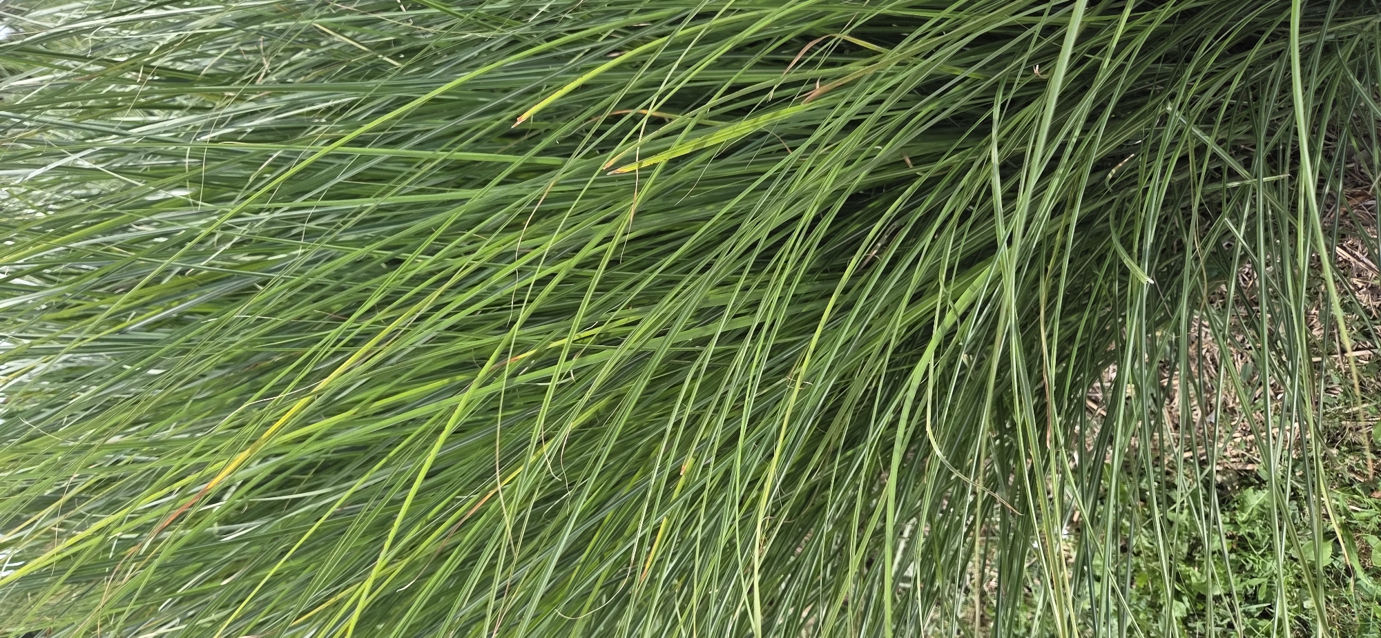 The image displays a dense clump of tall, green grass with some yellowing blades, suggesting it is outdoors. The grass is the primary focus, filling the entire frame. The lighting appears natural, and there are no people or discernible objects within the grass itself. The background is obscured by the thick vegetation, making it difficult to determine the specific environment. The image is a close-up, high-angle shot of the grass. The location is not visible in the image, and therefore, cannot be identified as being in Strasbourg, France.