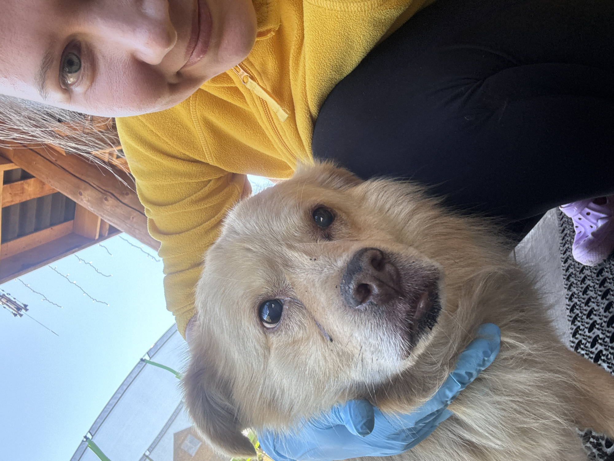 A woman is holding a light-colored, medium-sized dog, looking at the camera. She's wearing a yellow fleece jacket and black leggings. She's also wearing a blue glove. A pair of lilac-colored shoes are partly visible in the background, along with patterned carpet. Outdoor elements, including a building, string lights, and wood framing, suggest a location in the city of Tyulyuk, Russia.
