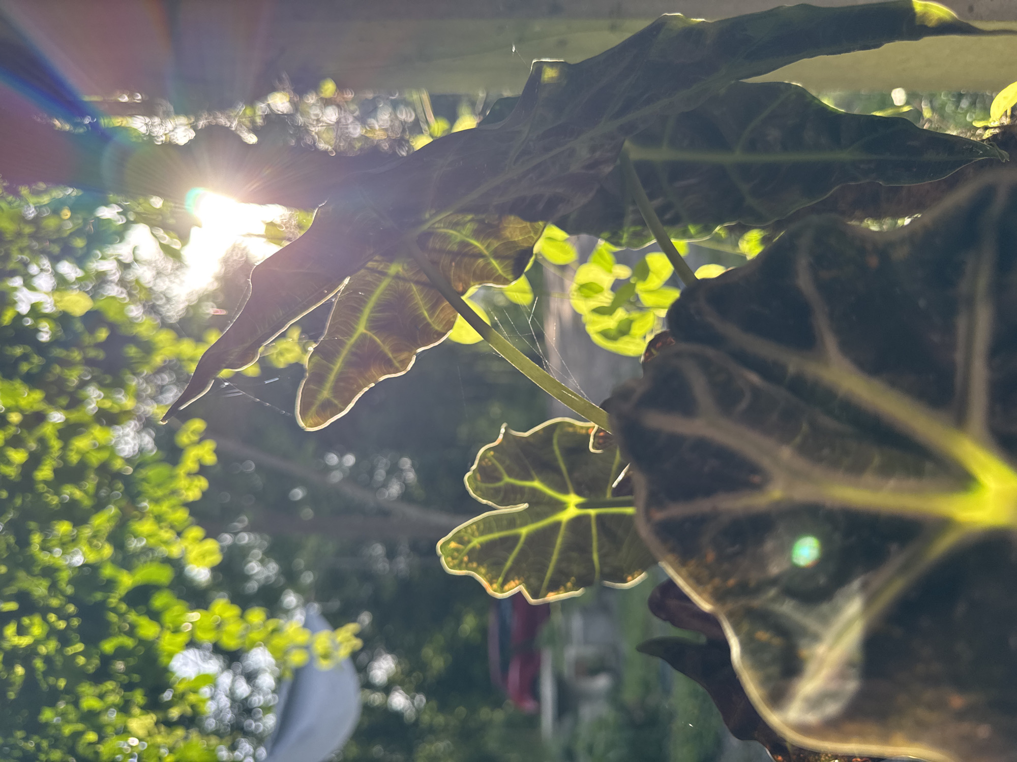 In Ban Pa Khanun, Thailand, a close-up photograph captures the interplay of sunlight and foliage. The foreground is dominated by large, dark green leaves with prominent, illuminated veins, some of which appear slightly velvety. The leaves are positioned in a way that creates a layered effect, with one in sharp focus in the lower center and others partially visible. Fine strands of spiderweb are visible, catching the light and adding a delicate texture to the scene.
The background is a soft blur of green foliage and bright sunlight. The sun's rays are visible, creating lens flare and streaks of light that add a dramatic, almost ethereal quality to the image. In the middle distance, a blurry red vehicle is parked, suggesting a residential or semi-rural setting. The overall impression is one of natural beauty illuminated by the warm glow of the sun.