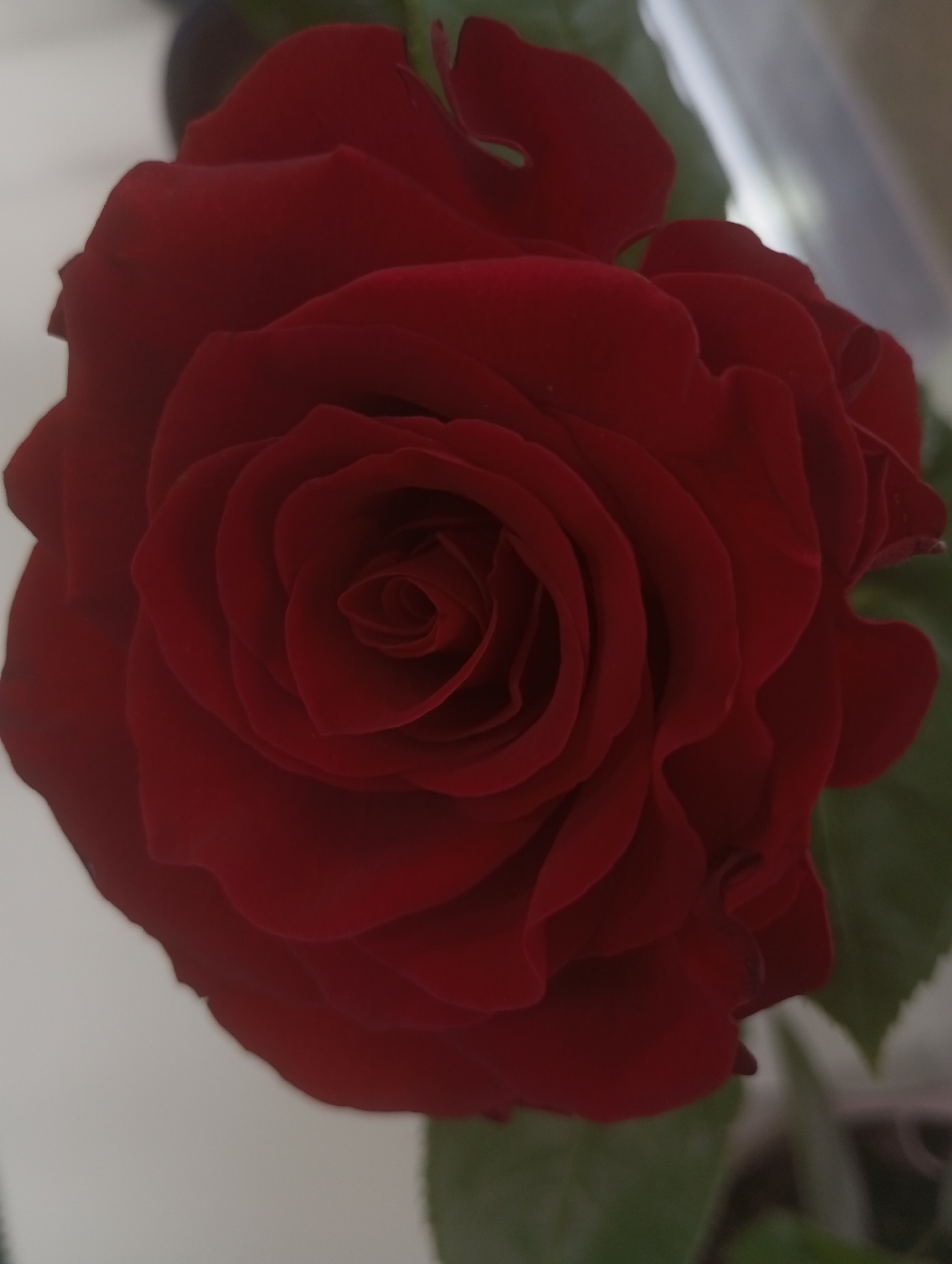 The image shows a close-up of a red rose in full bloom. The petals are tightly clustered in the center, gradually opening outwards. The rose is positioned against a neutral-colored background. Some green leaves are visible in the periphery, suggesting the rose is attached to a stem. No information is provided that relates to the city of Pervomaysky, Russia. There are no people, subjects, or actions evident in the image, only a static object.