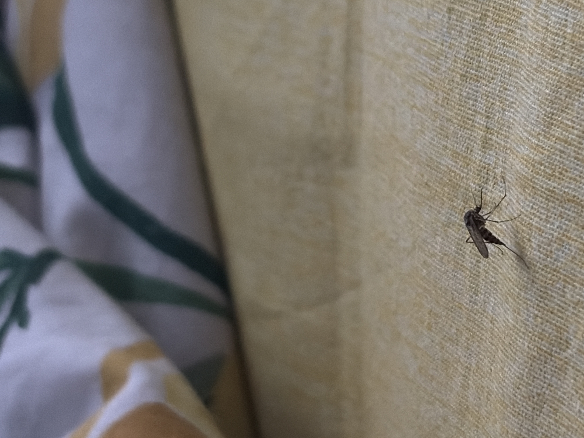 A close-up, low-angle shot shows a single mosquito standing on a textured, light yellow surface. The mosquito is small and dark, with visible legs and wings. In the blurred background, a folded fabric with a pattern of yellow, white, and green stripes is visible. The scene is indoors, and there is no indication of a specific location within Chaikovsky, Russia, beyond it being an interior space.